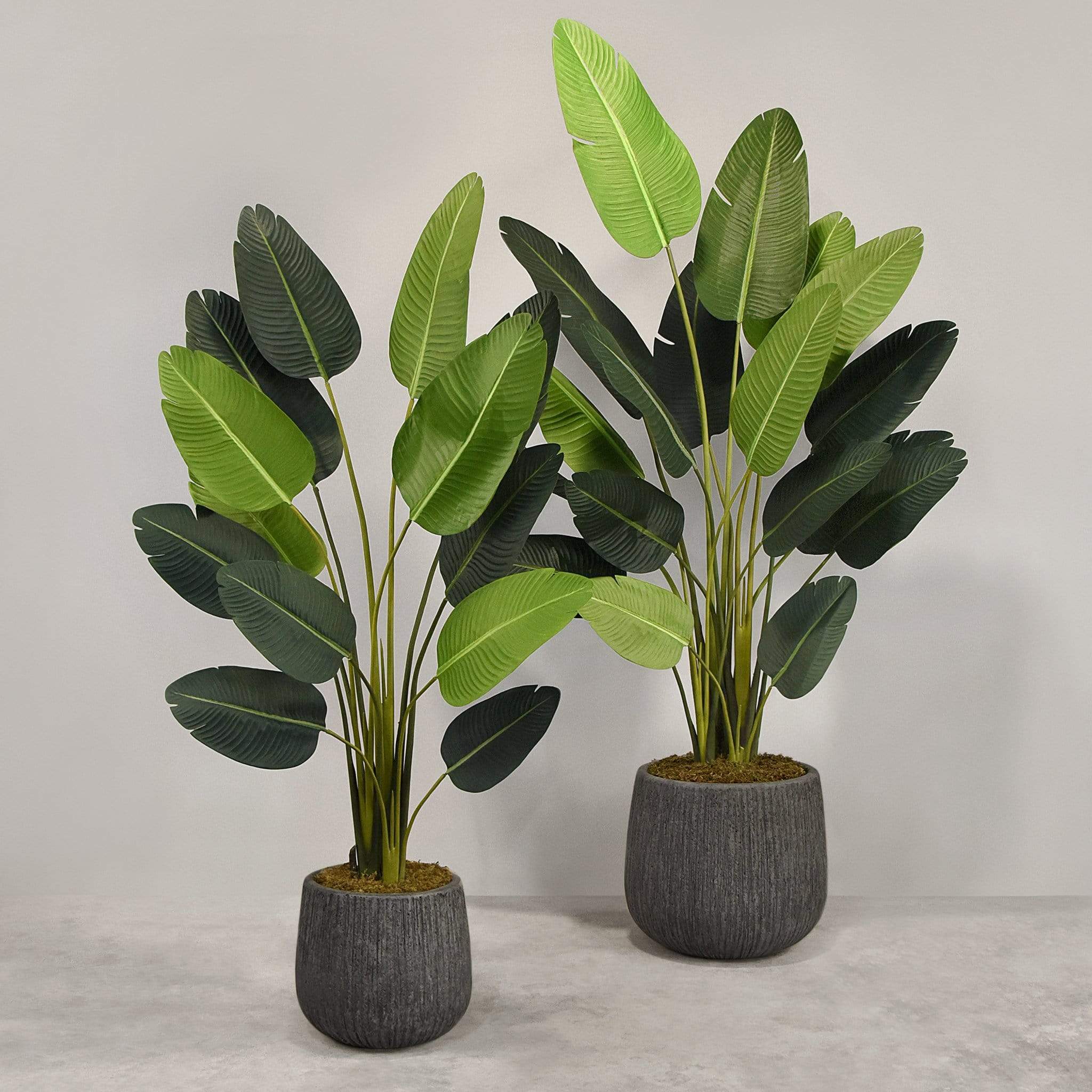 Artificial Strelitzia With Pot - Image 4