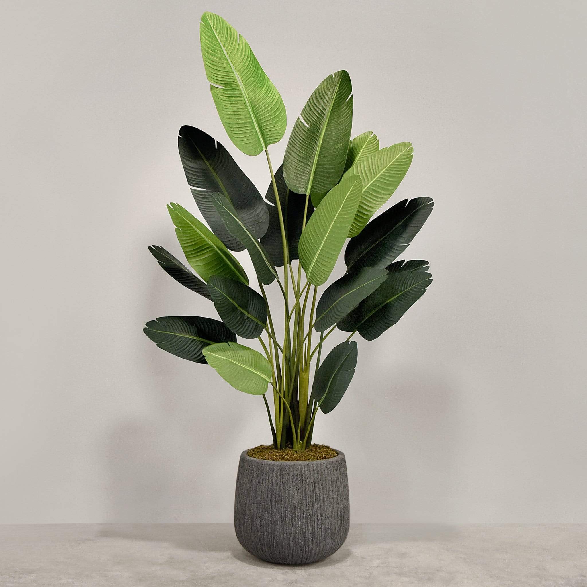 Artificial Strelitzia With Pot - Image 6