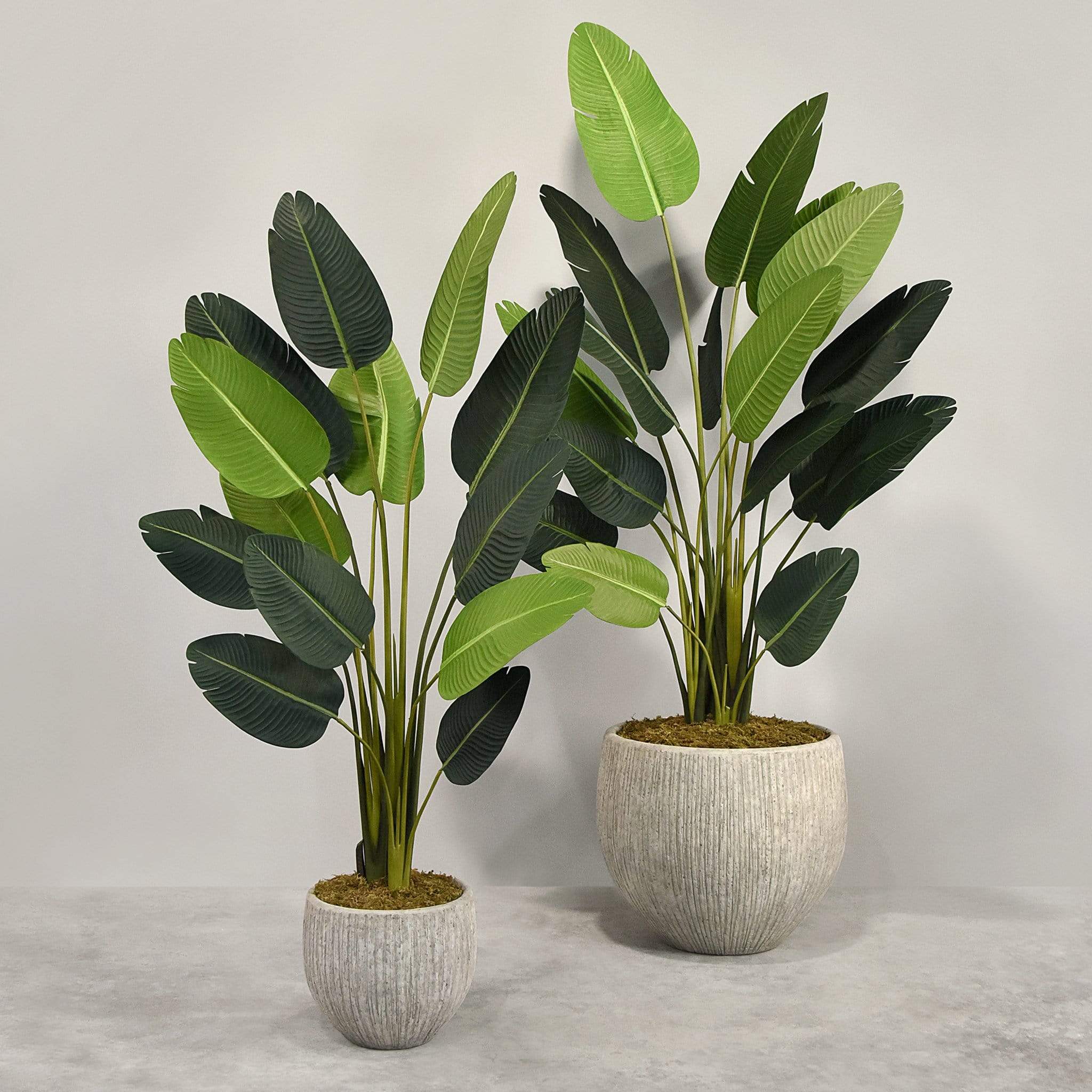 Artificial Strelitzia With Pot