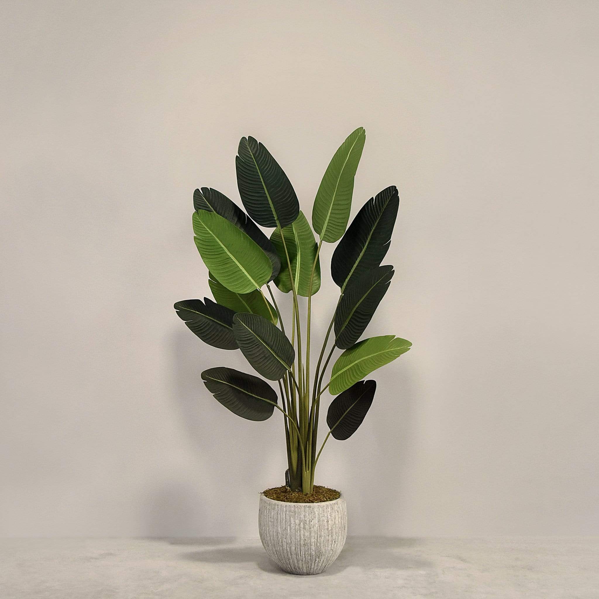 Artificial Strelitzia With Pot - Image 2