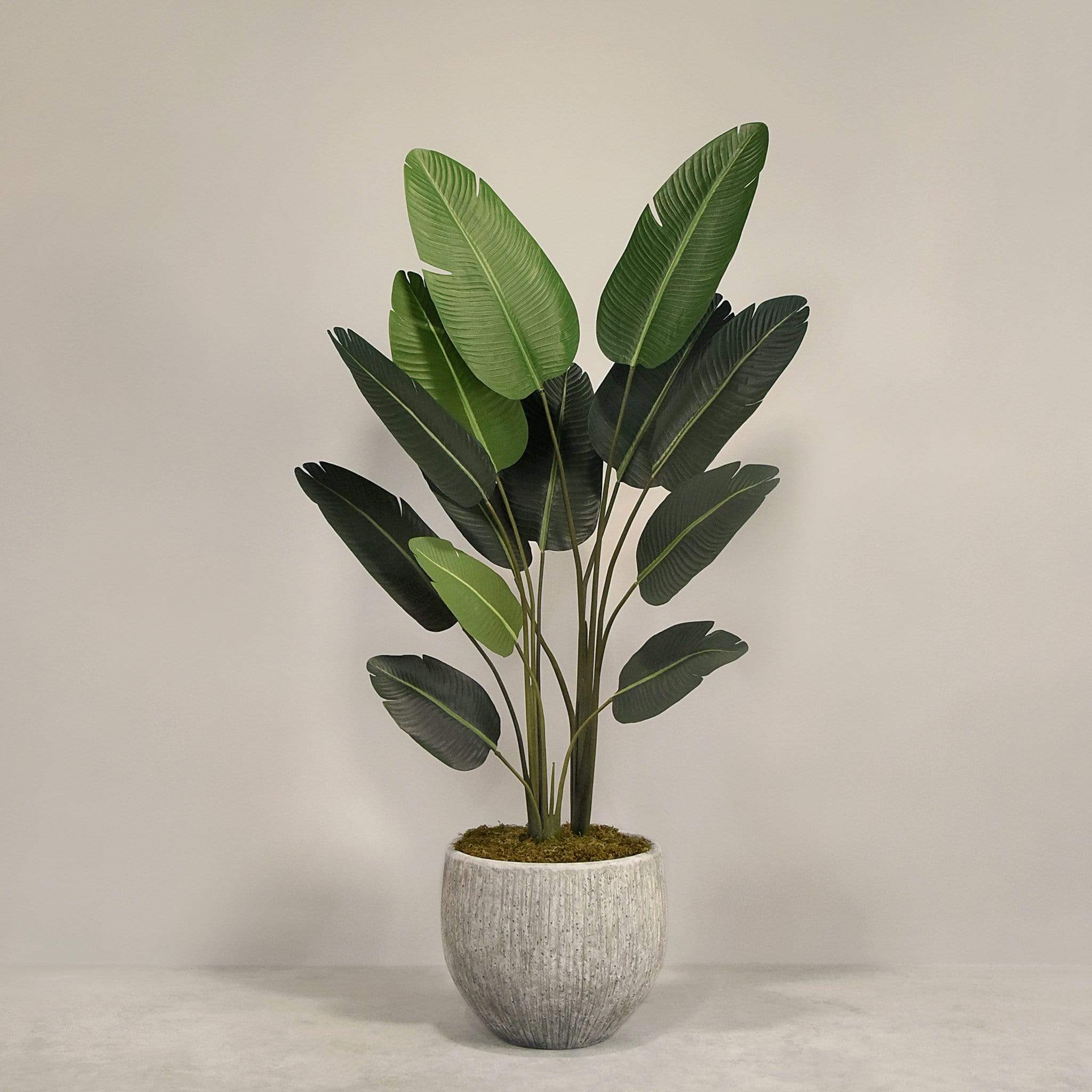Artificial Strelitzia With Pot - Image 3