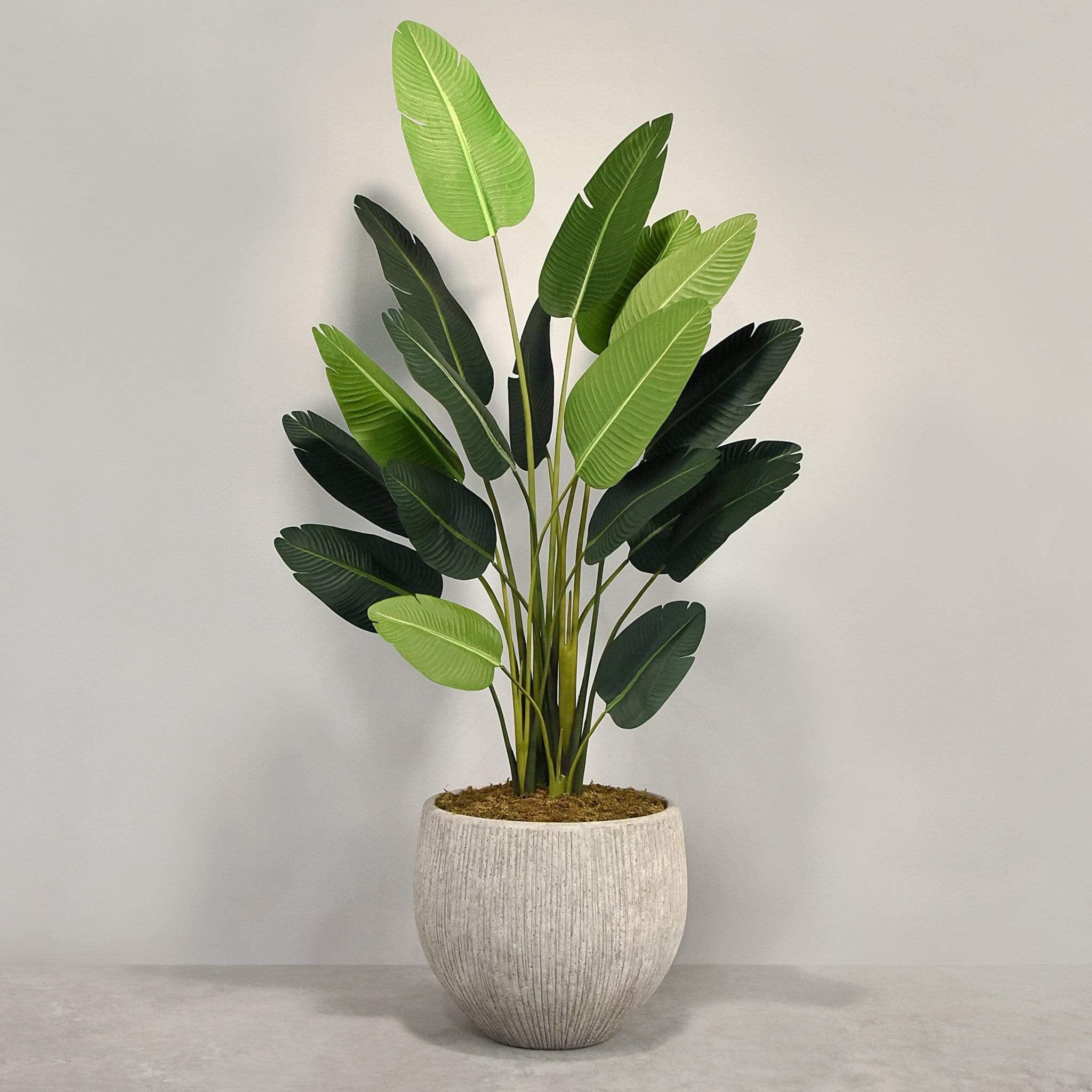Artificial Strelitzia With Pot - Image 4