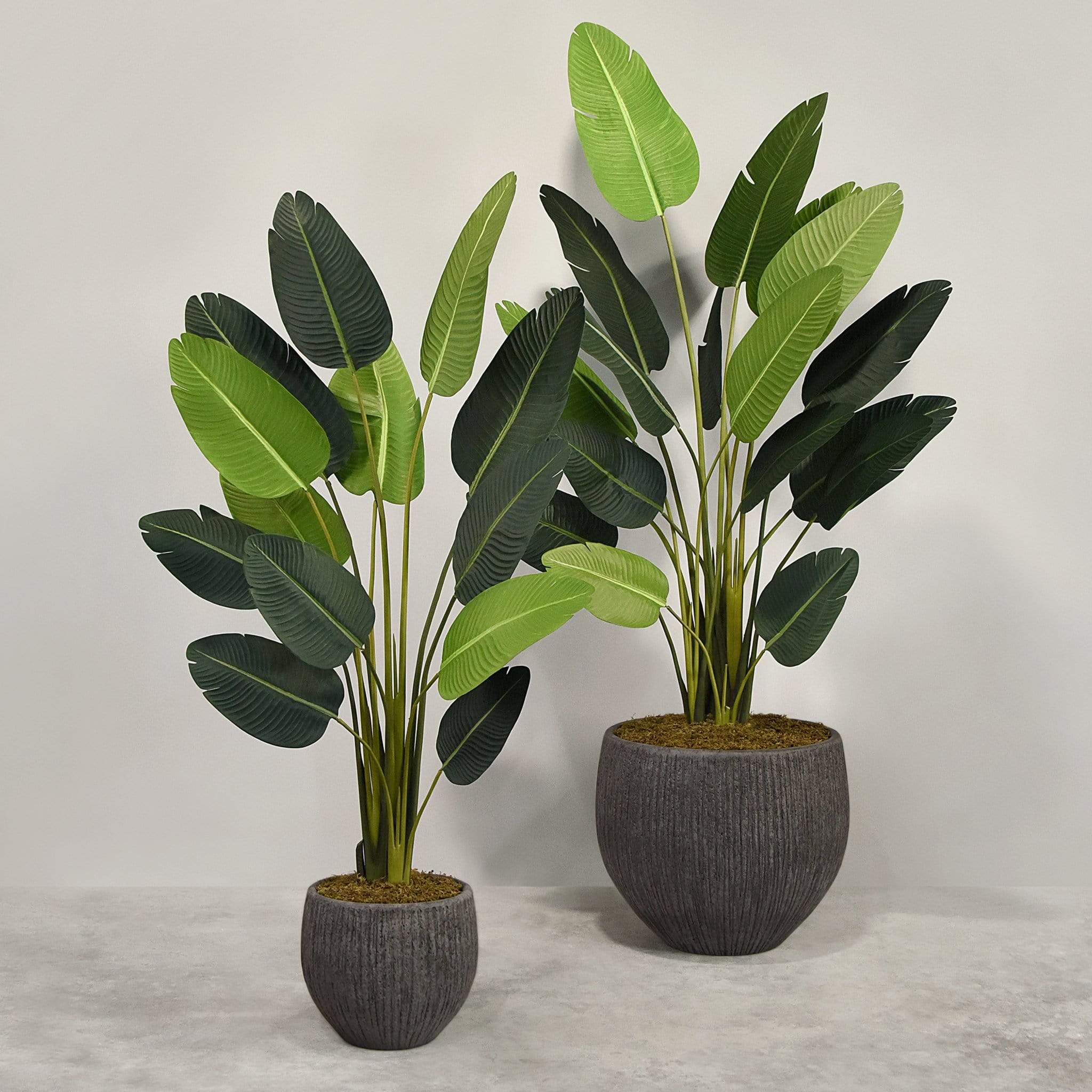 Artificial Strelitzia With Pot - Image 5