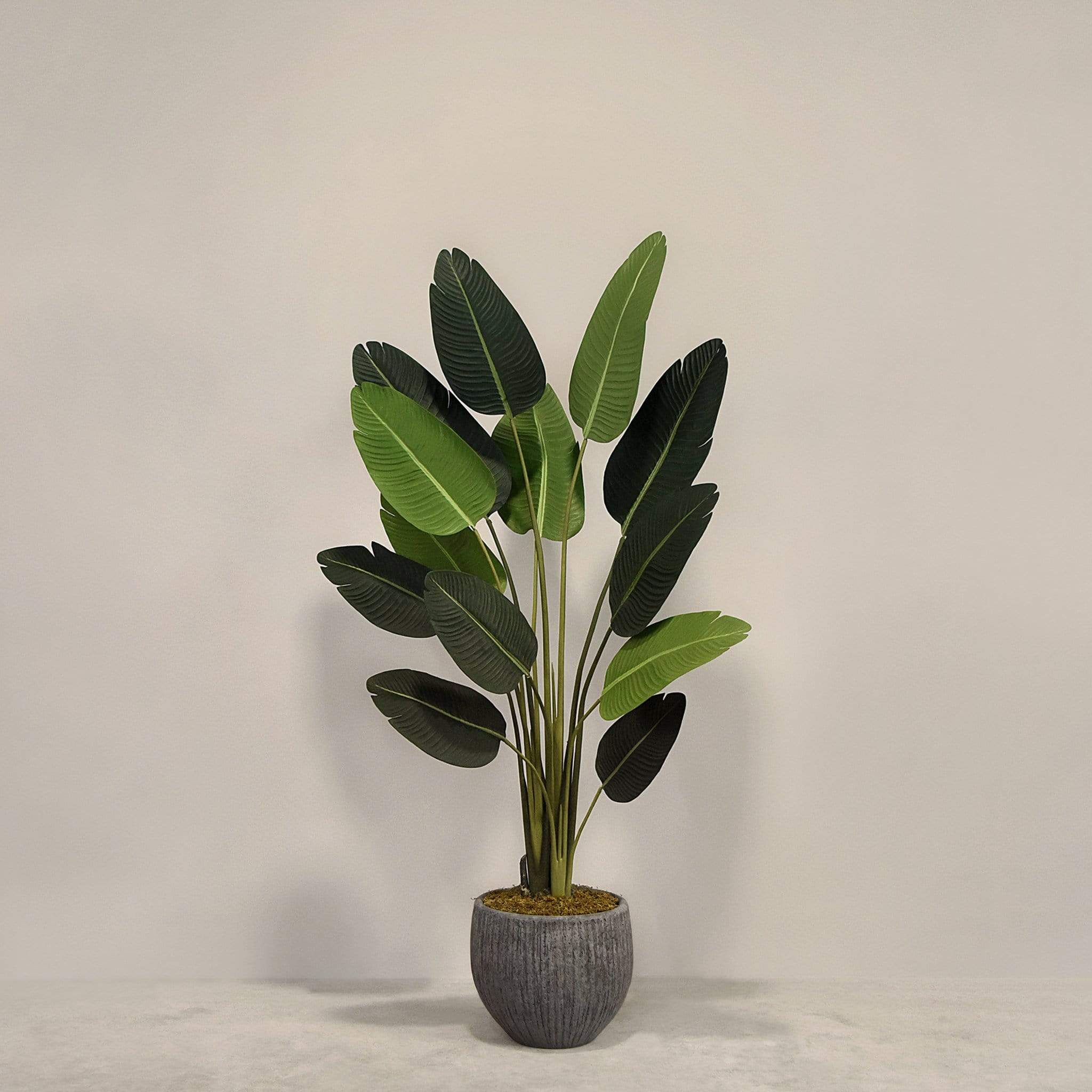 Artificial Strelitzia With Pot - Image 6