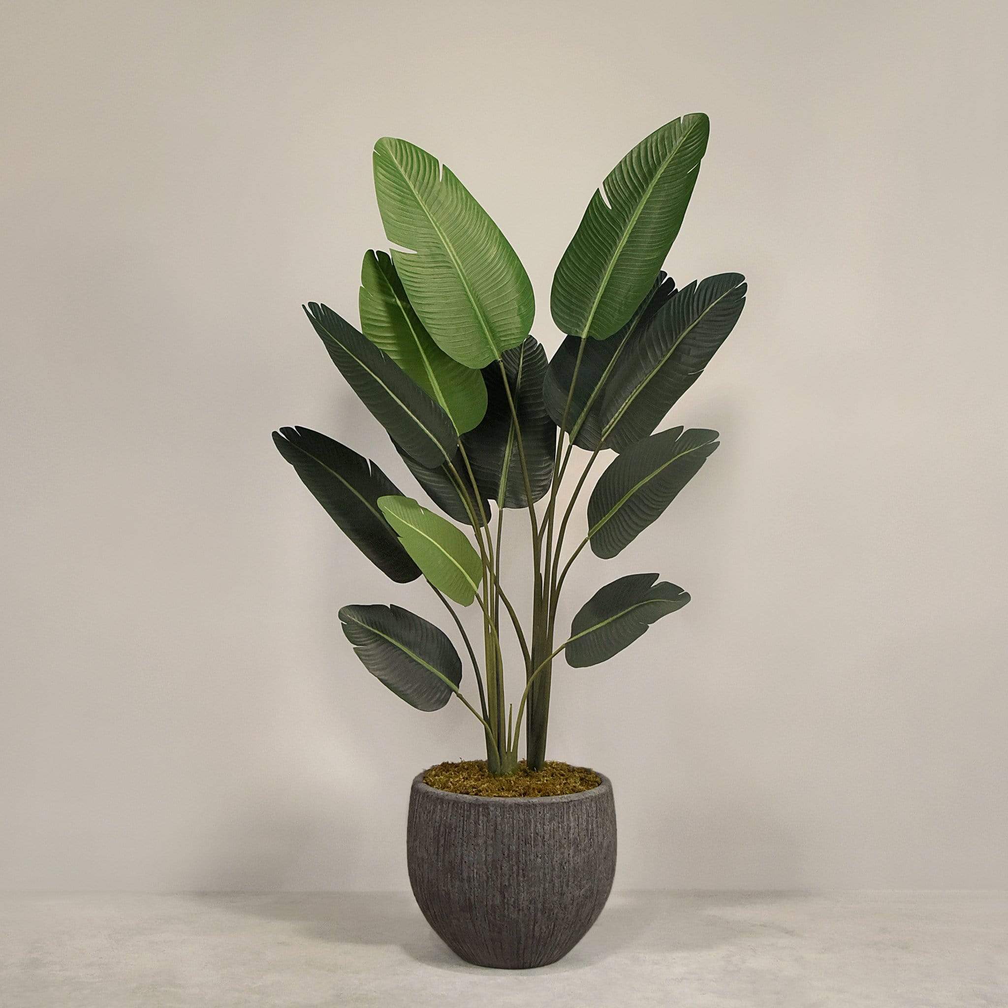 Artificial Strelitzia With Pot - Image 7