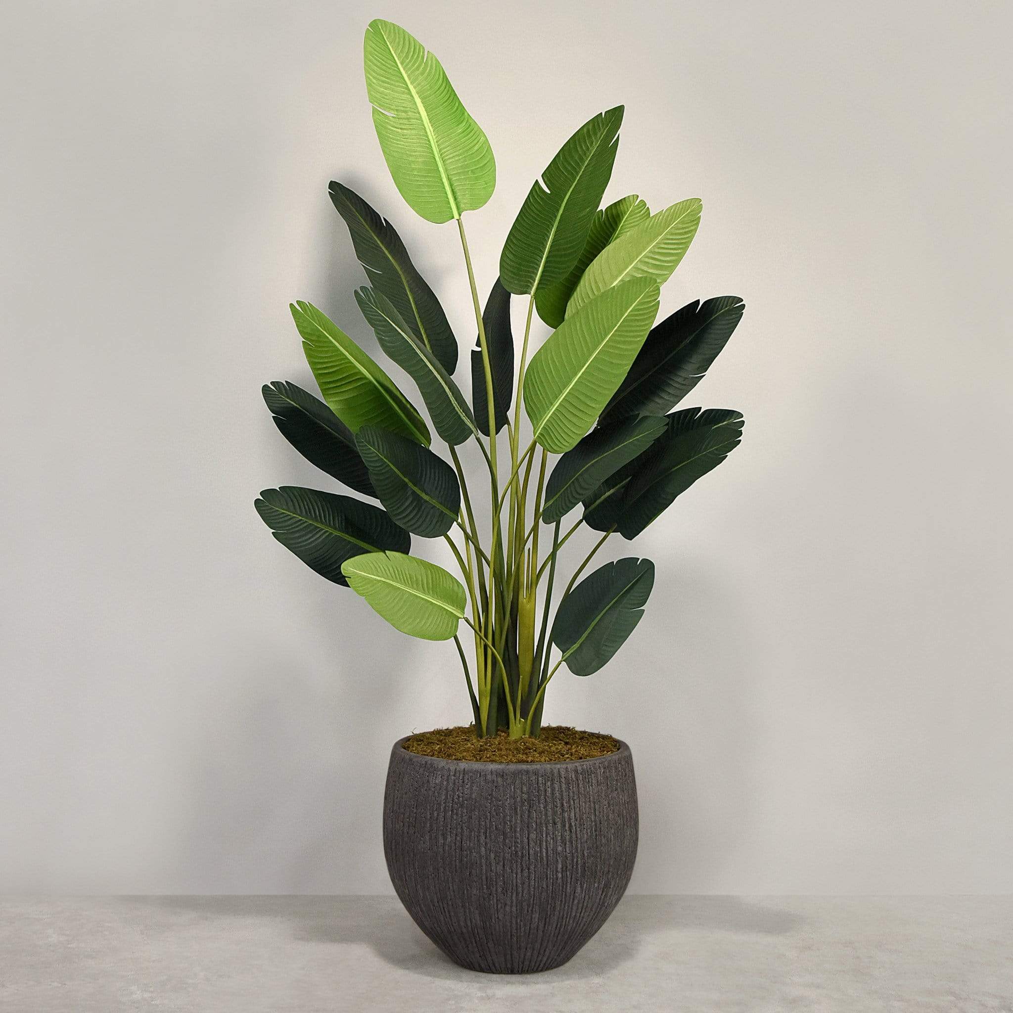 Artificial Strelitzia With Pot - Image 8