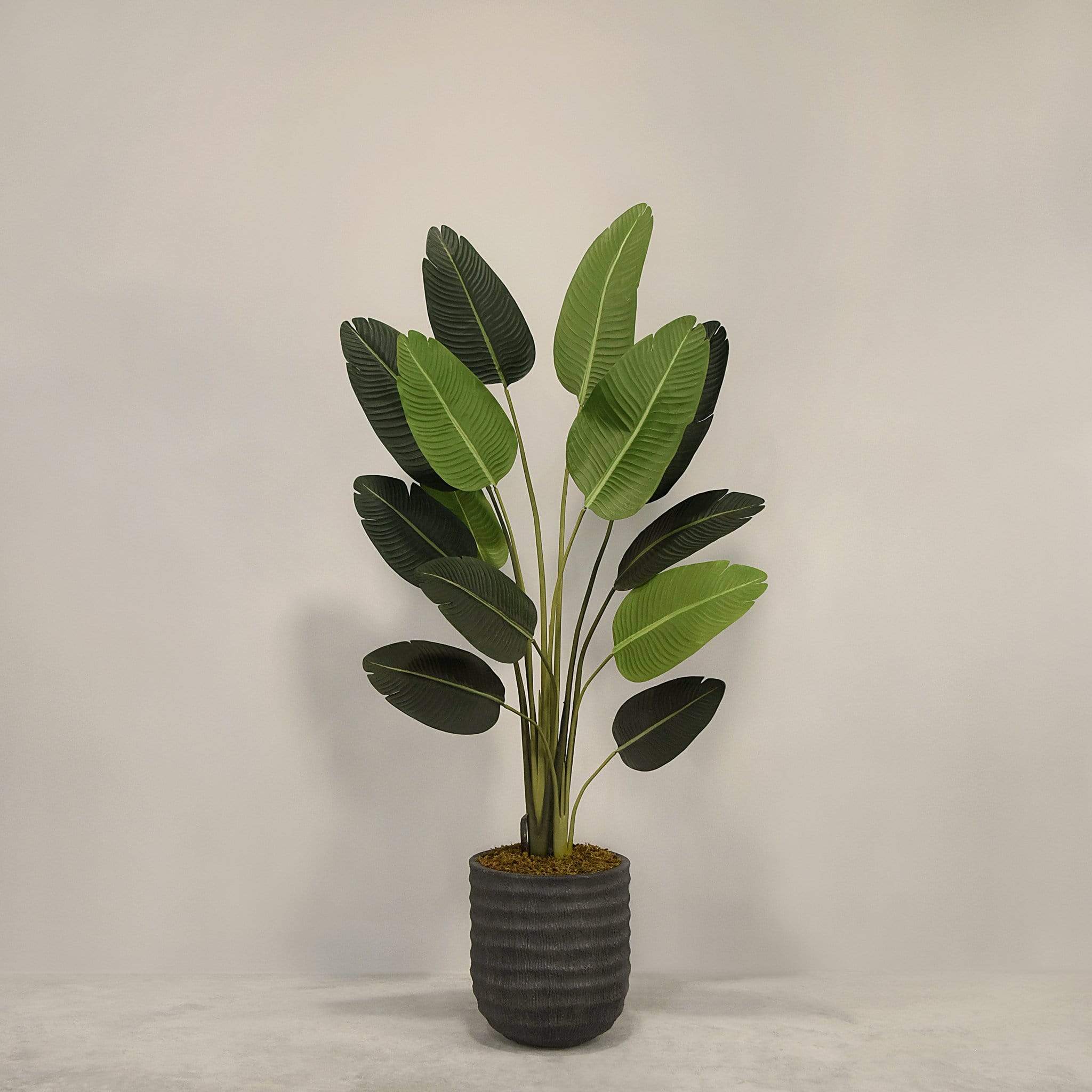 Artificial Strelitzia With Pot - Image 6