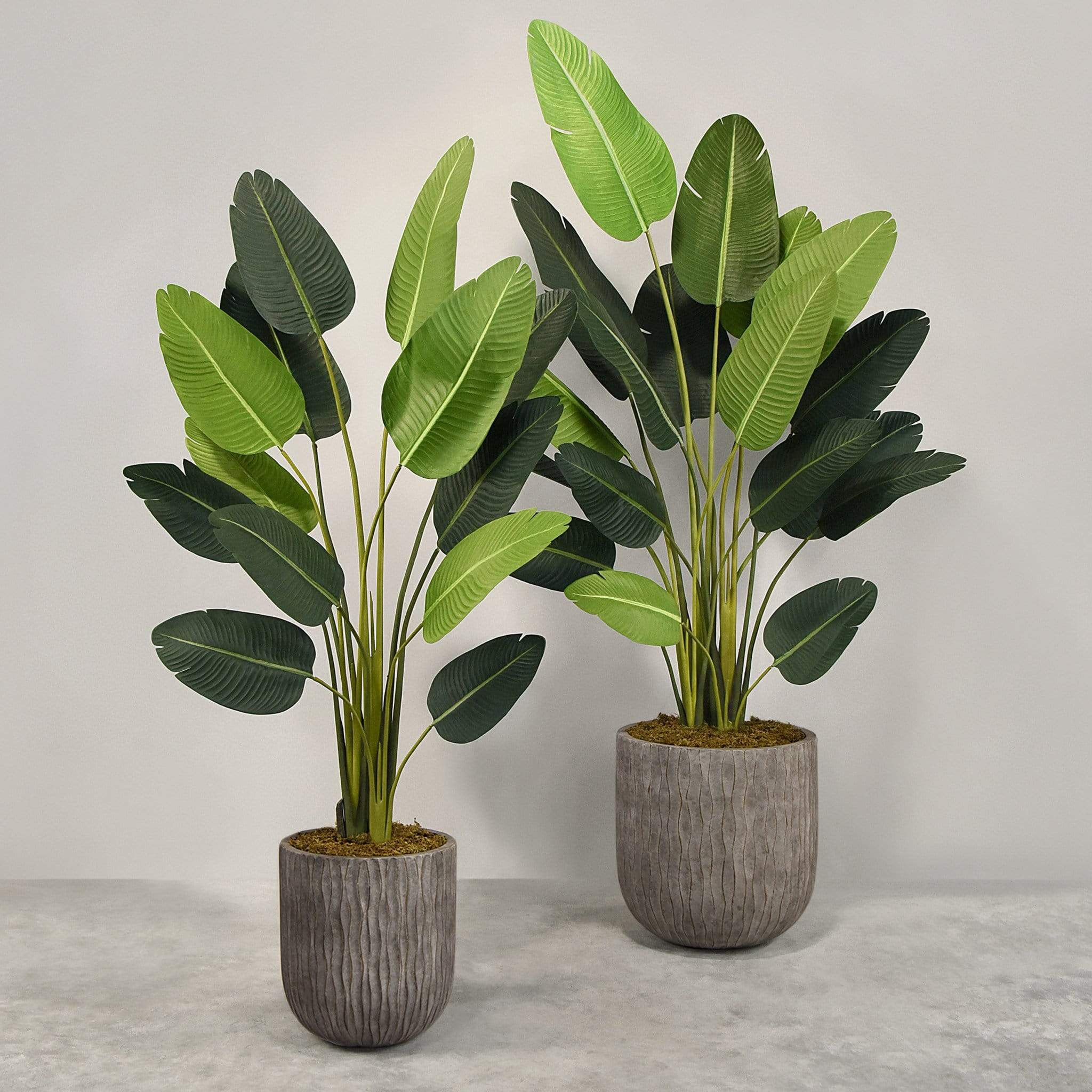 Artificial Strelitzia With Pot - Image 4