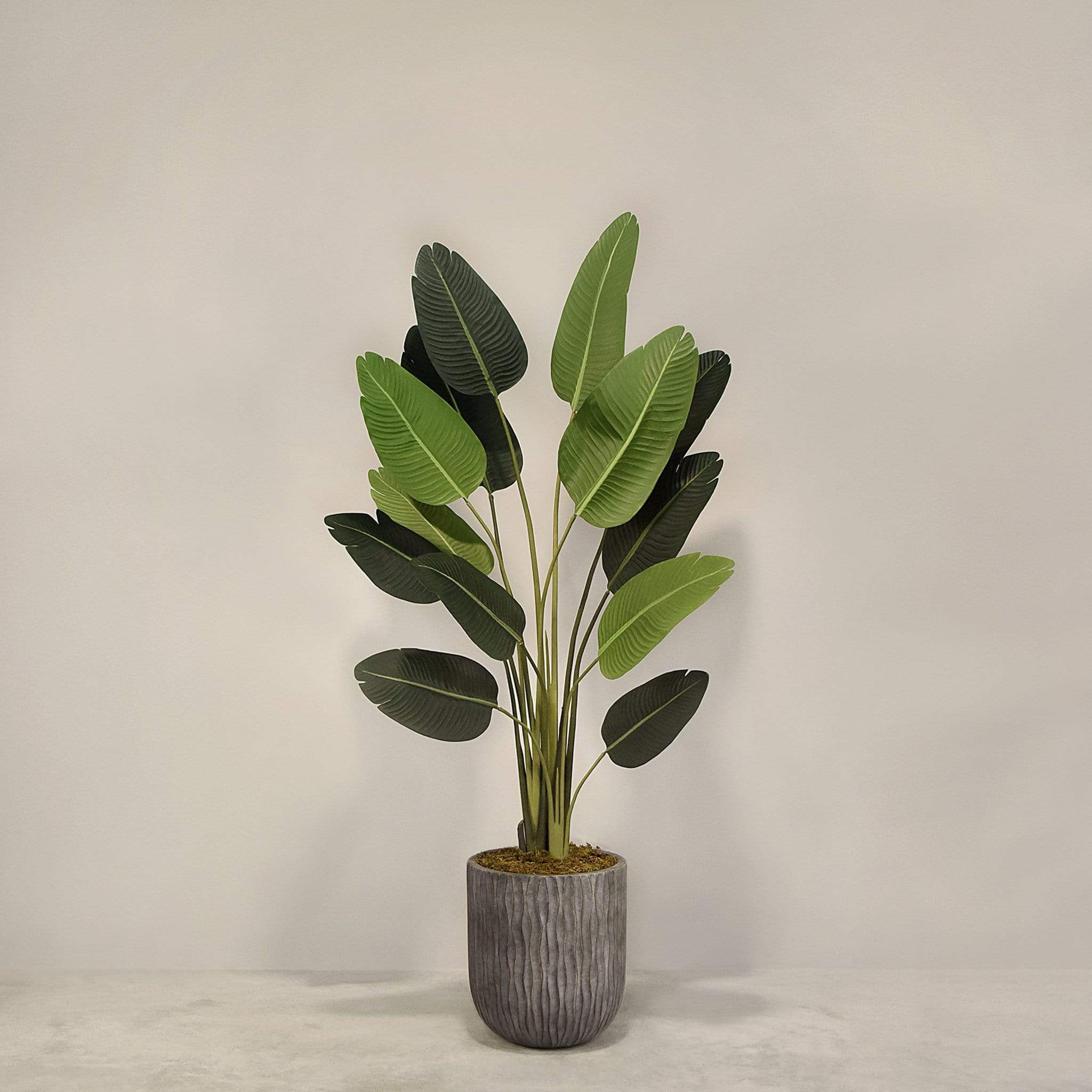 Artificial Strelitzia With Pot - Image 5