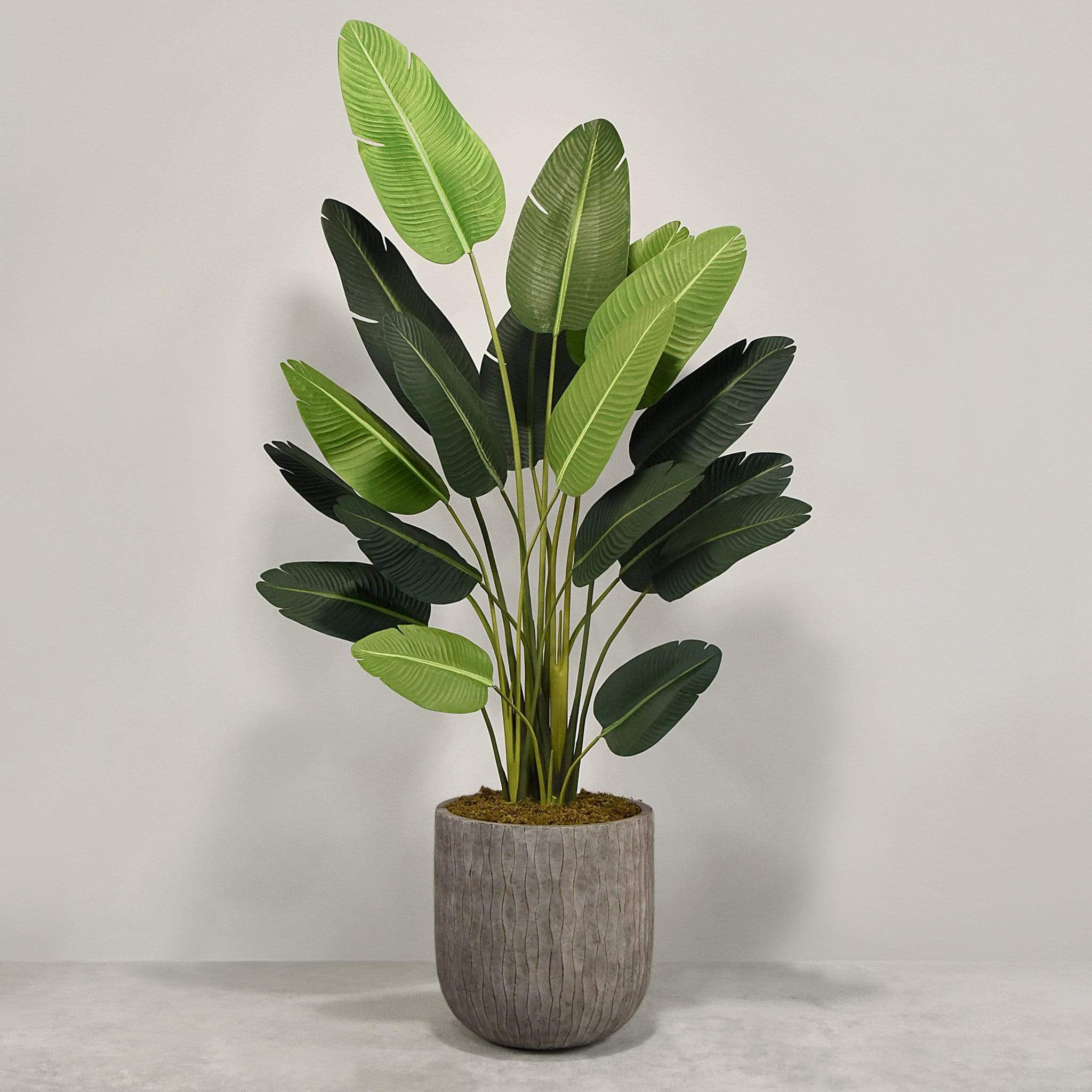Artificial Strelitzia With Pot - Image 6