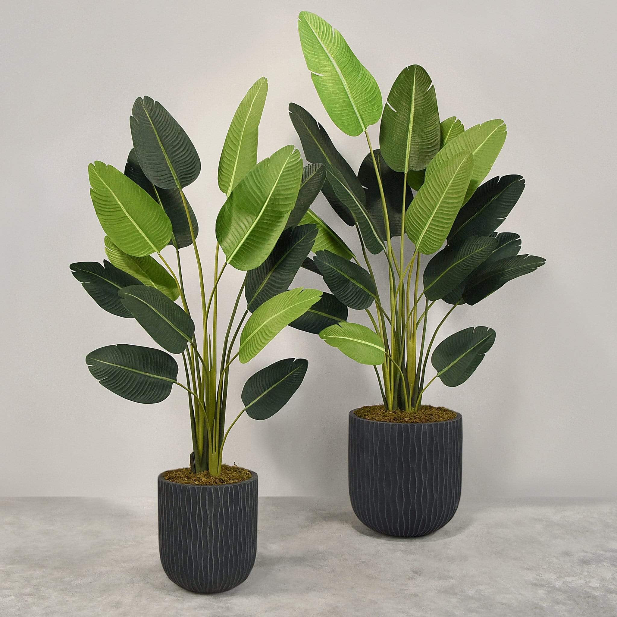 Artificial Strelitzia With Pot - Image 7