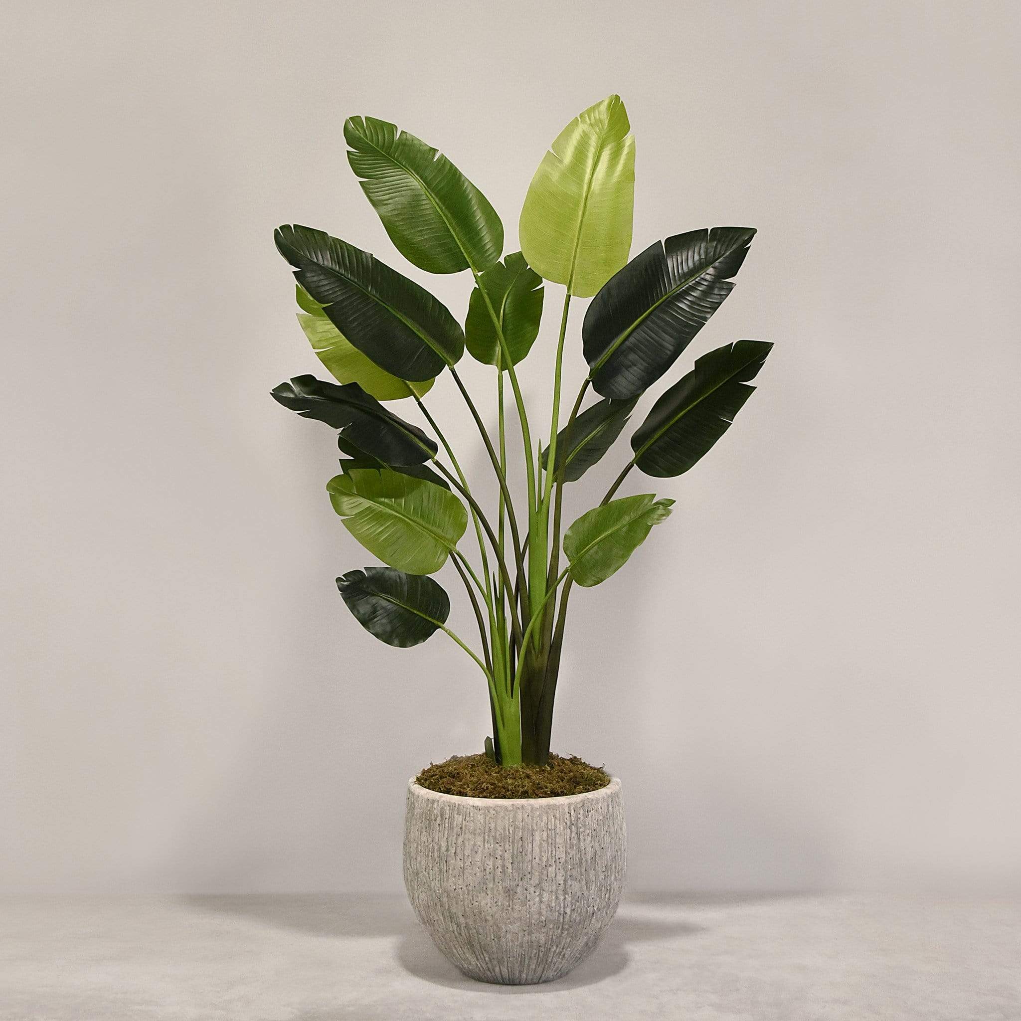 Artificial Travelers Palm with Pot - Image 3