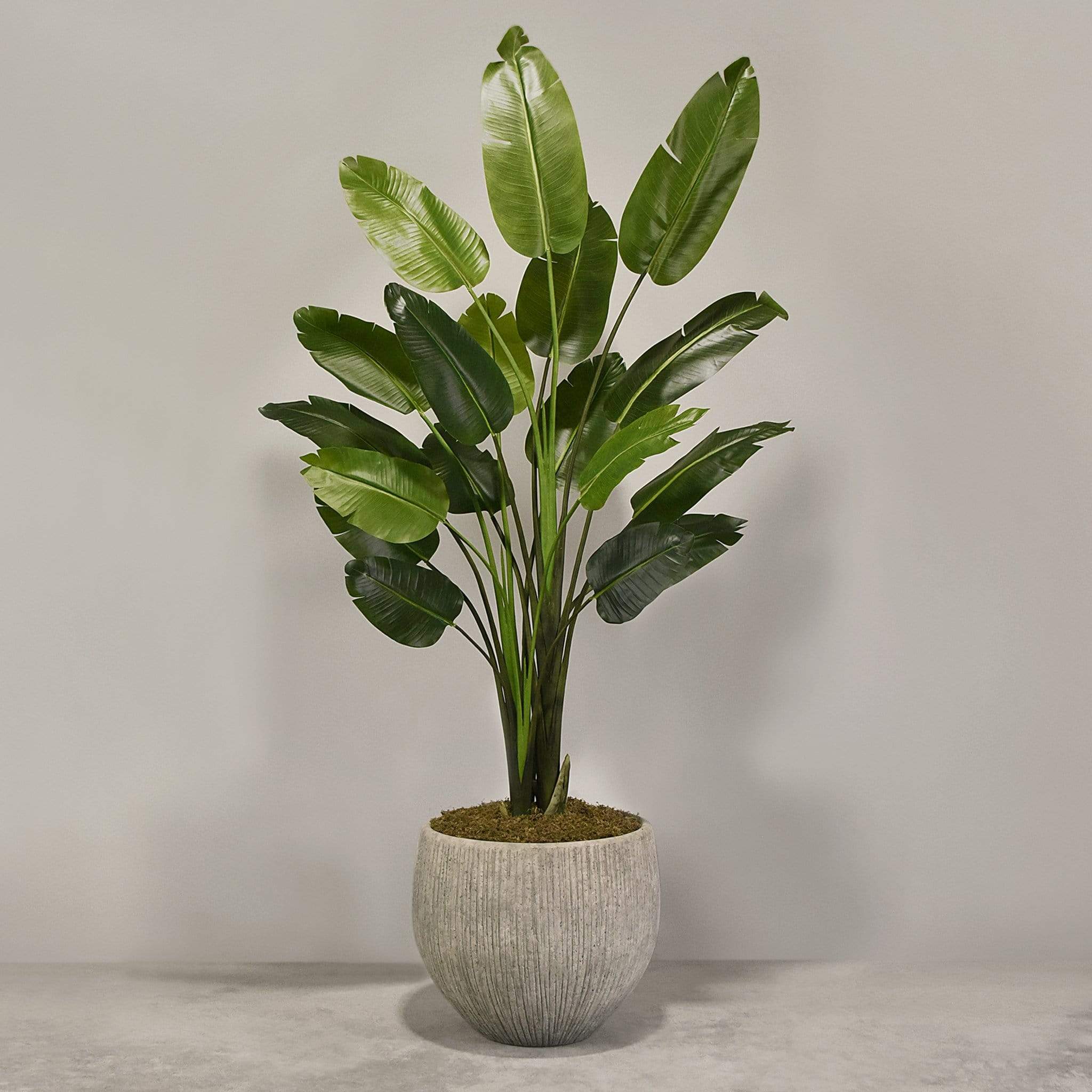 Artificial Travelers Palm with Pot - Image 4