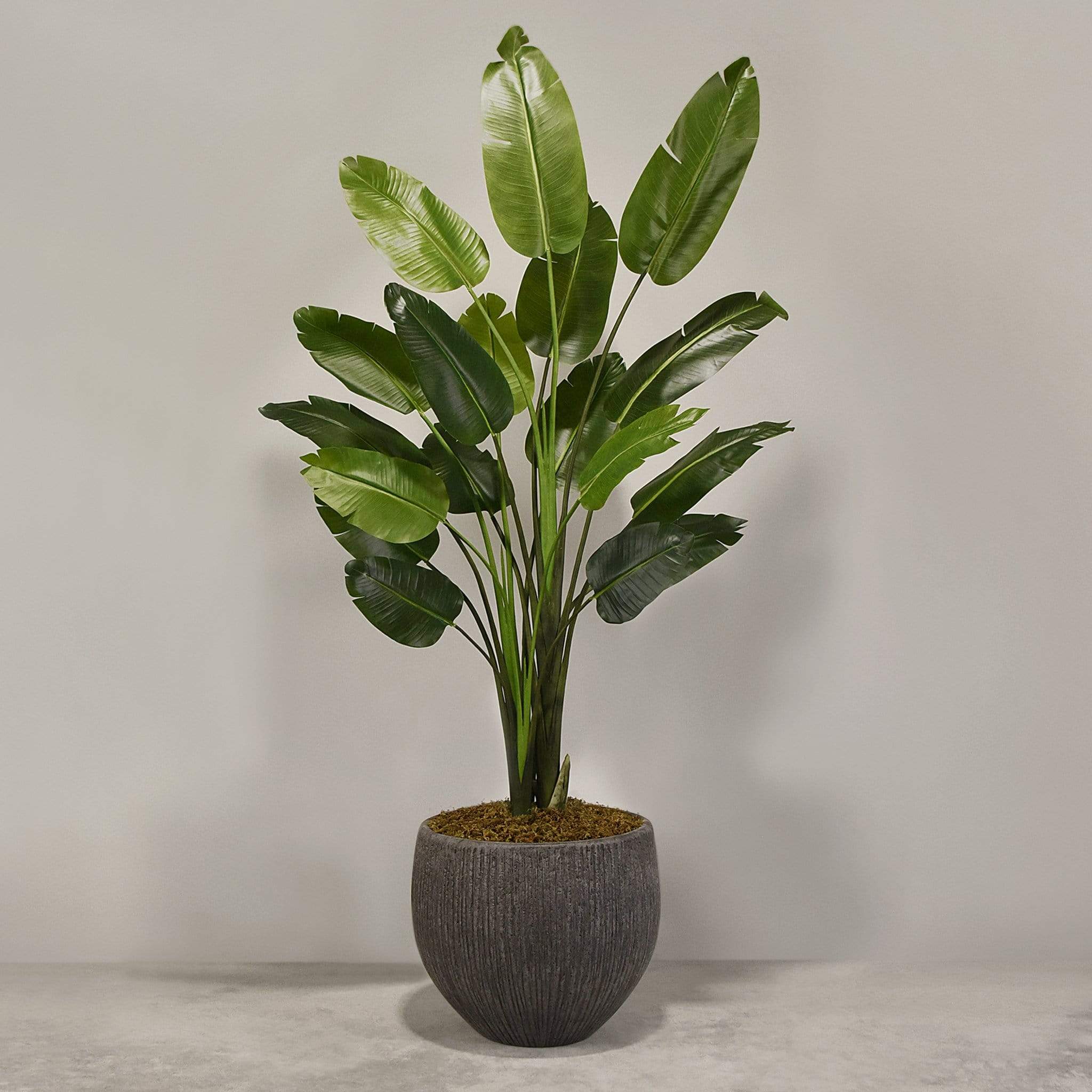 Artificial Travelers Palm with Pot - Image 7