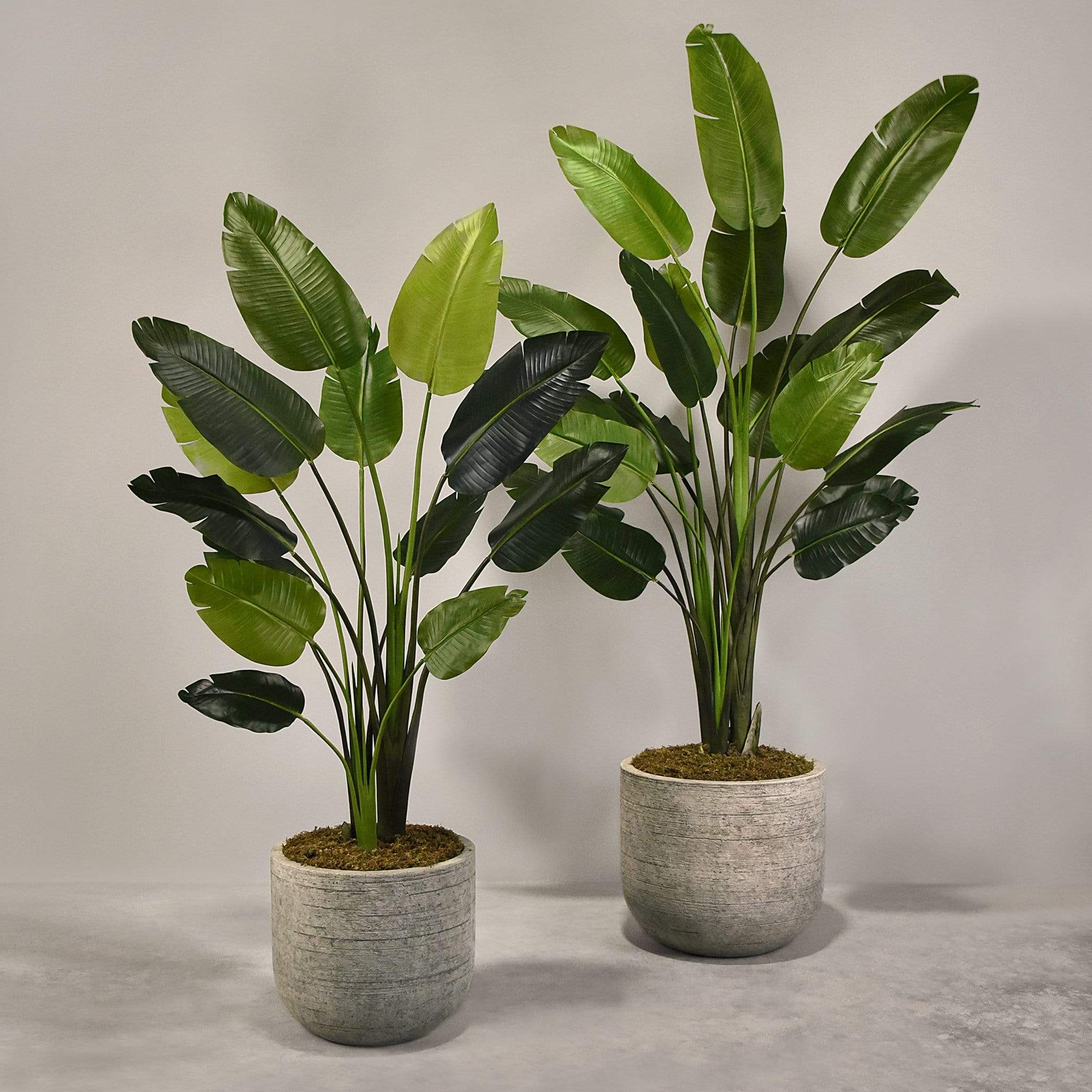 Artificial Travelers Palm with Pot
