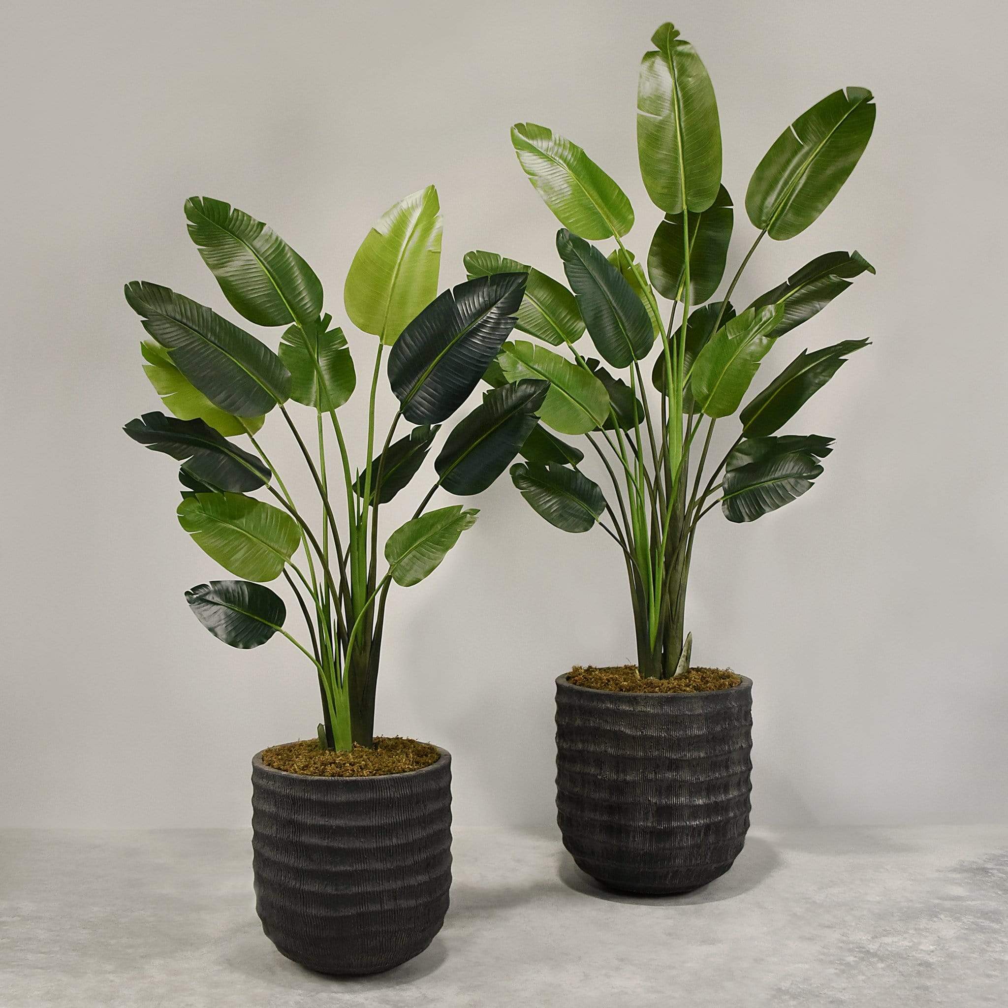 Artificial Travelers Palm with Pot