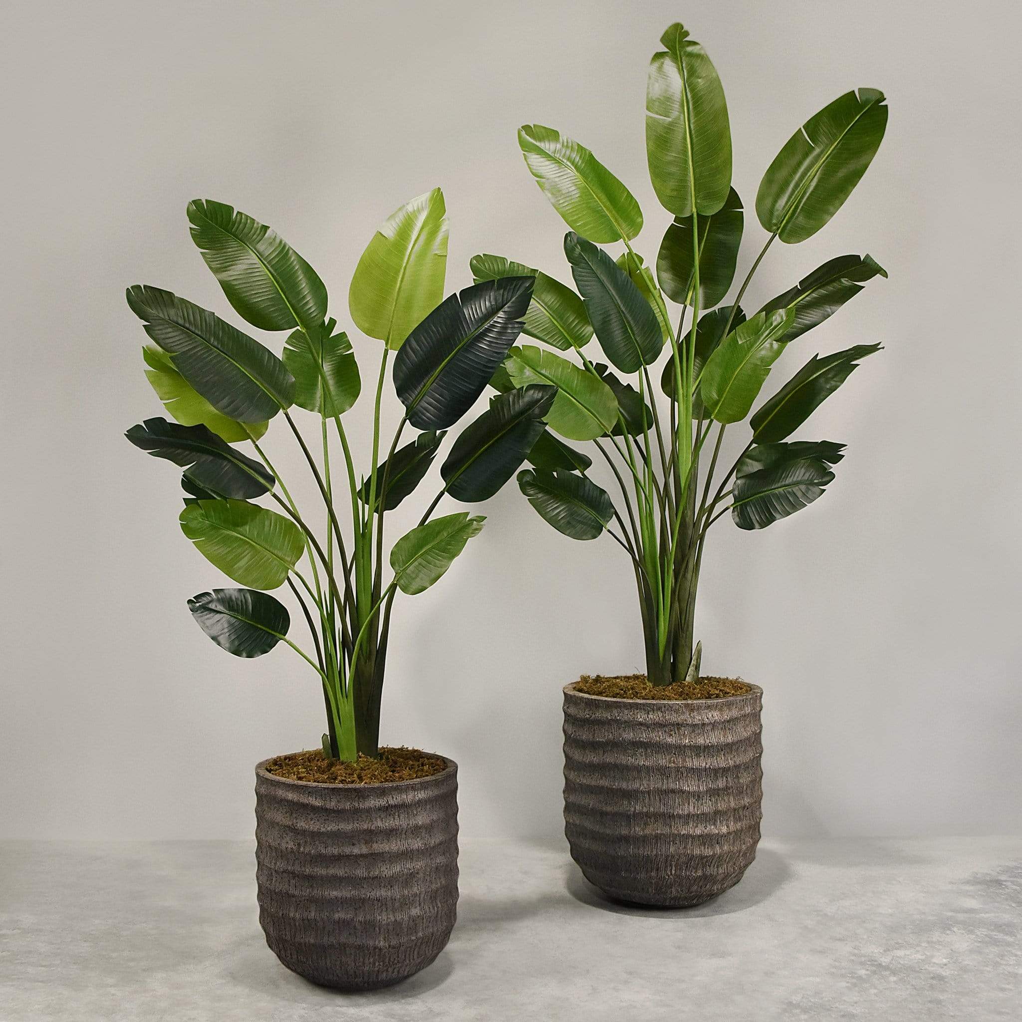 Artificial Travelers Palm with Pot - Image 8