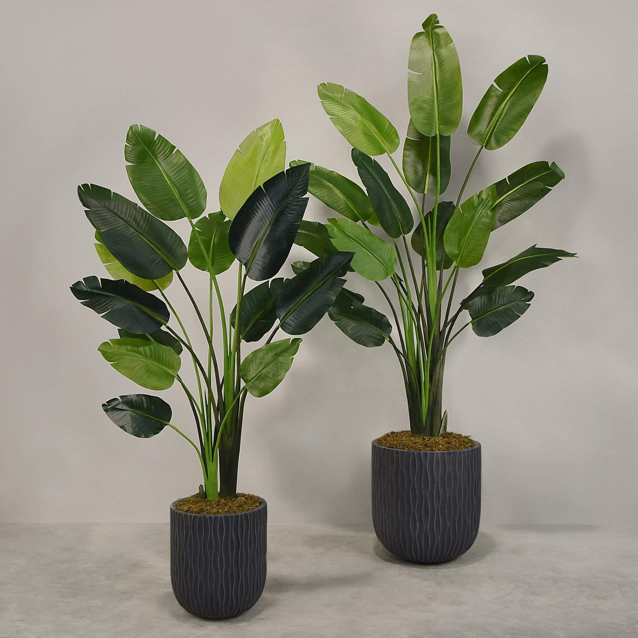 Artificial Travelers Palm with Pot - Image 9