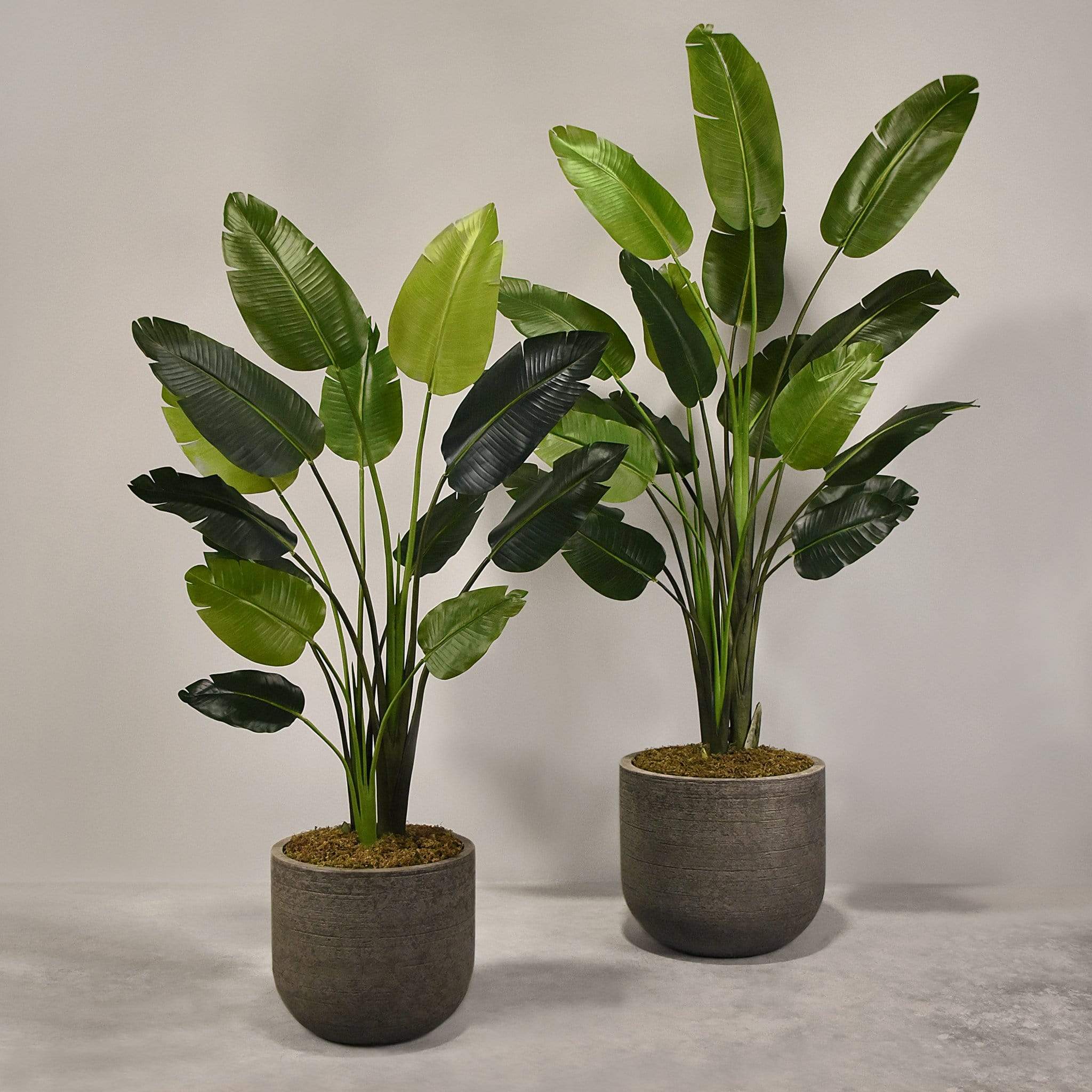 Artificial Travelers Palm with Pot - Image 8