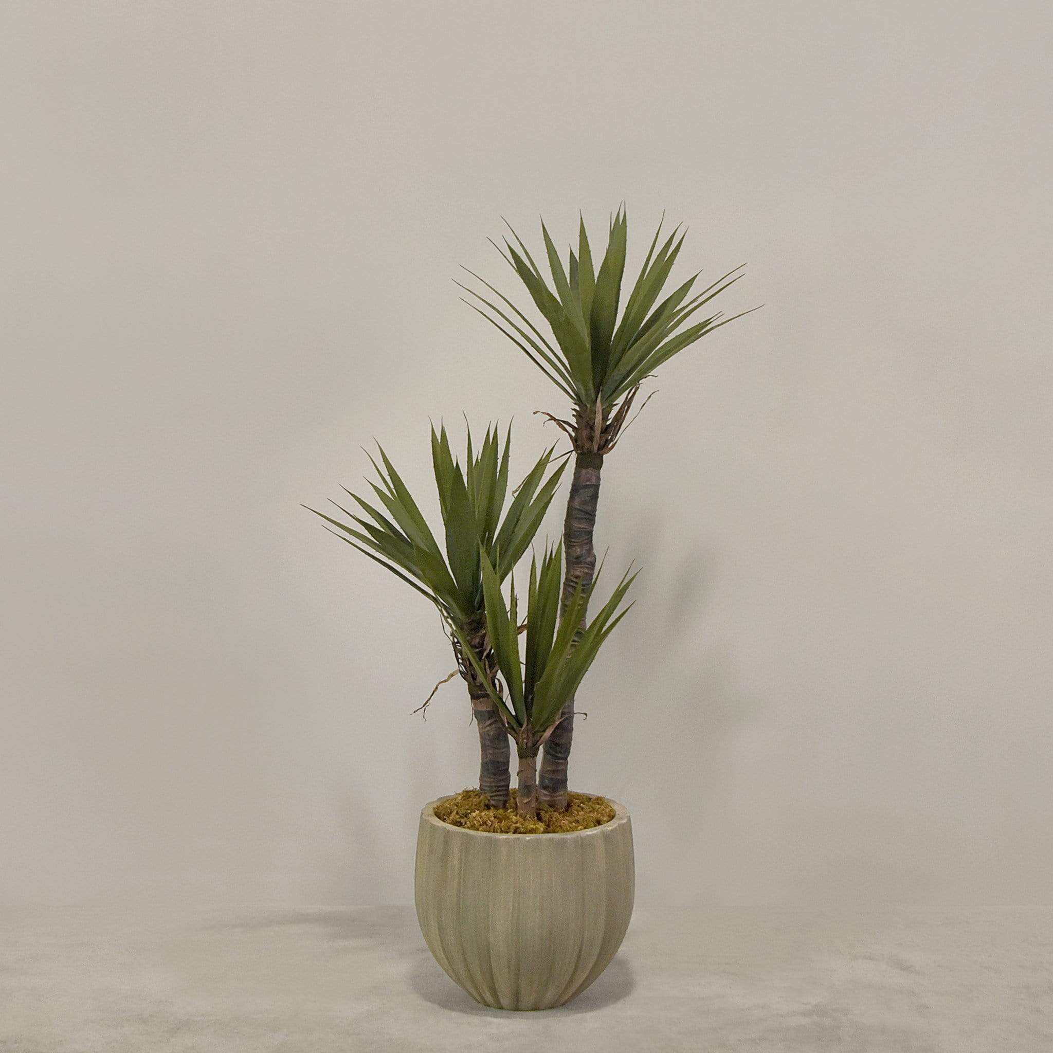 Artificial Yucca Plant With Pot - Image 2
