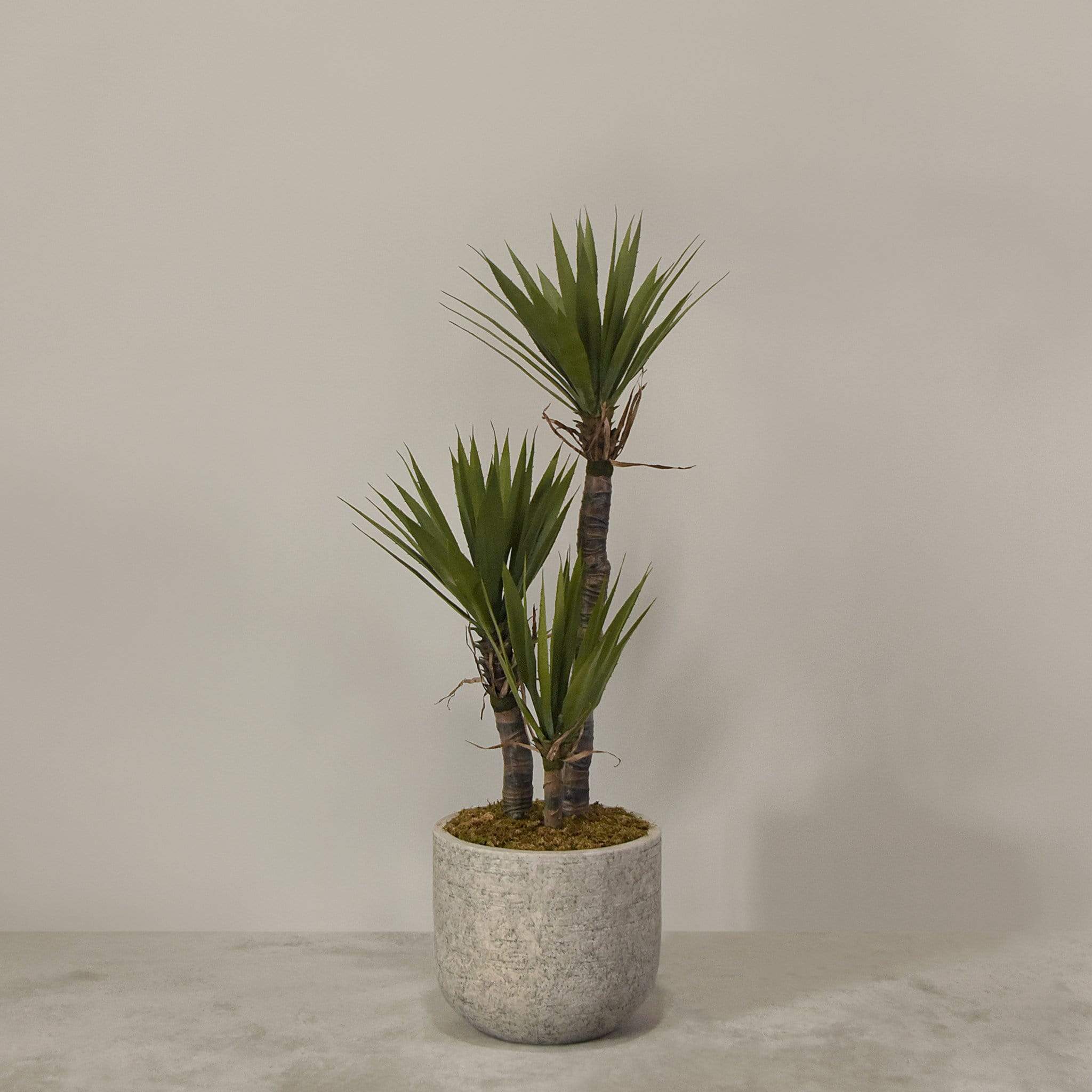 Artificial Yucca Plant With Pot - Image 2