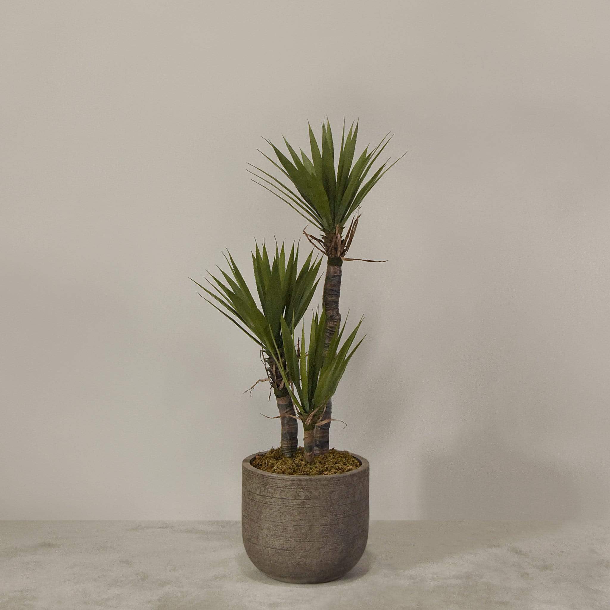 Artificial Yucca Plant With Pot - Image 5