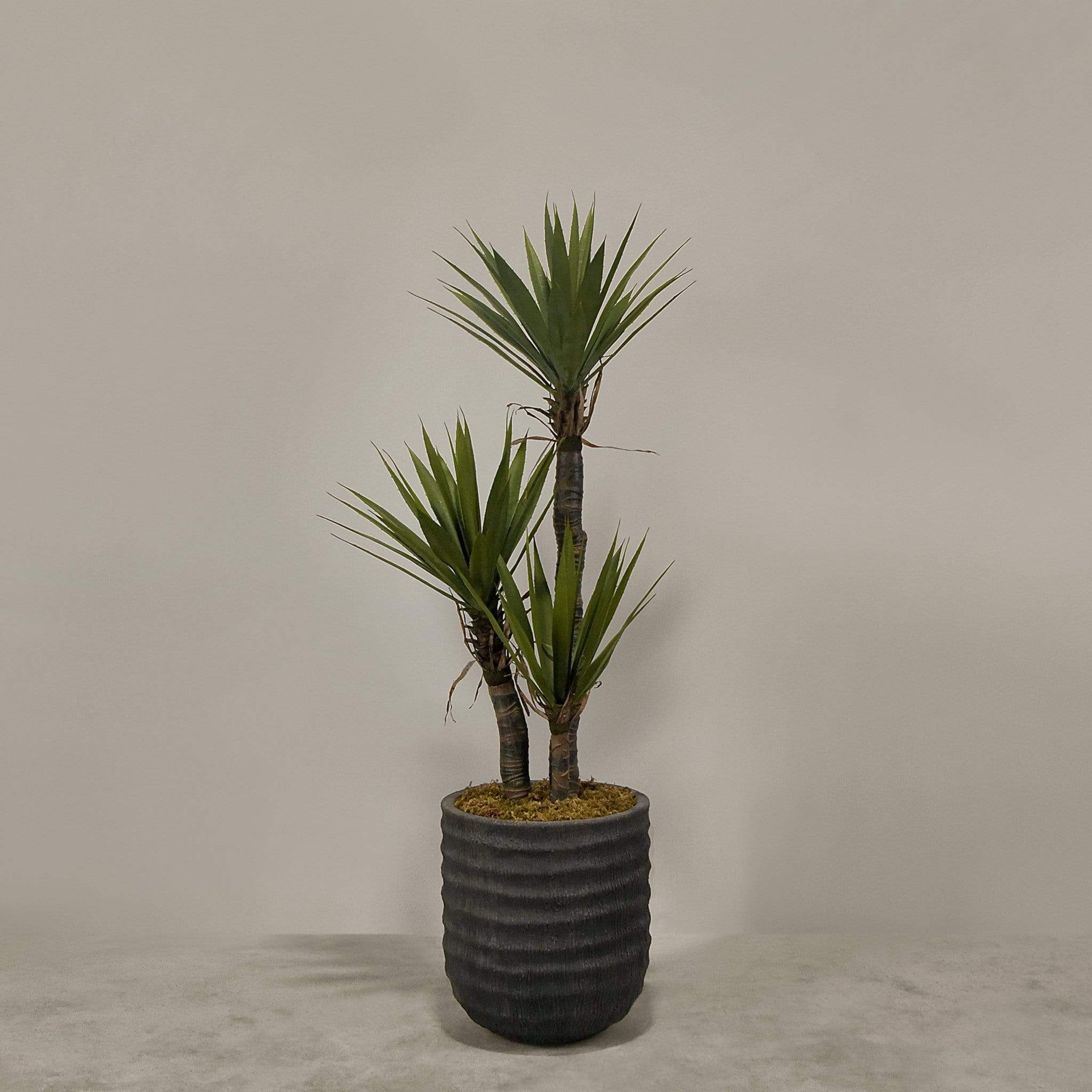 Artificial Yucca Plant With Pot - Image 2