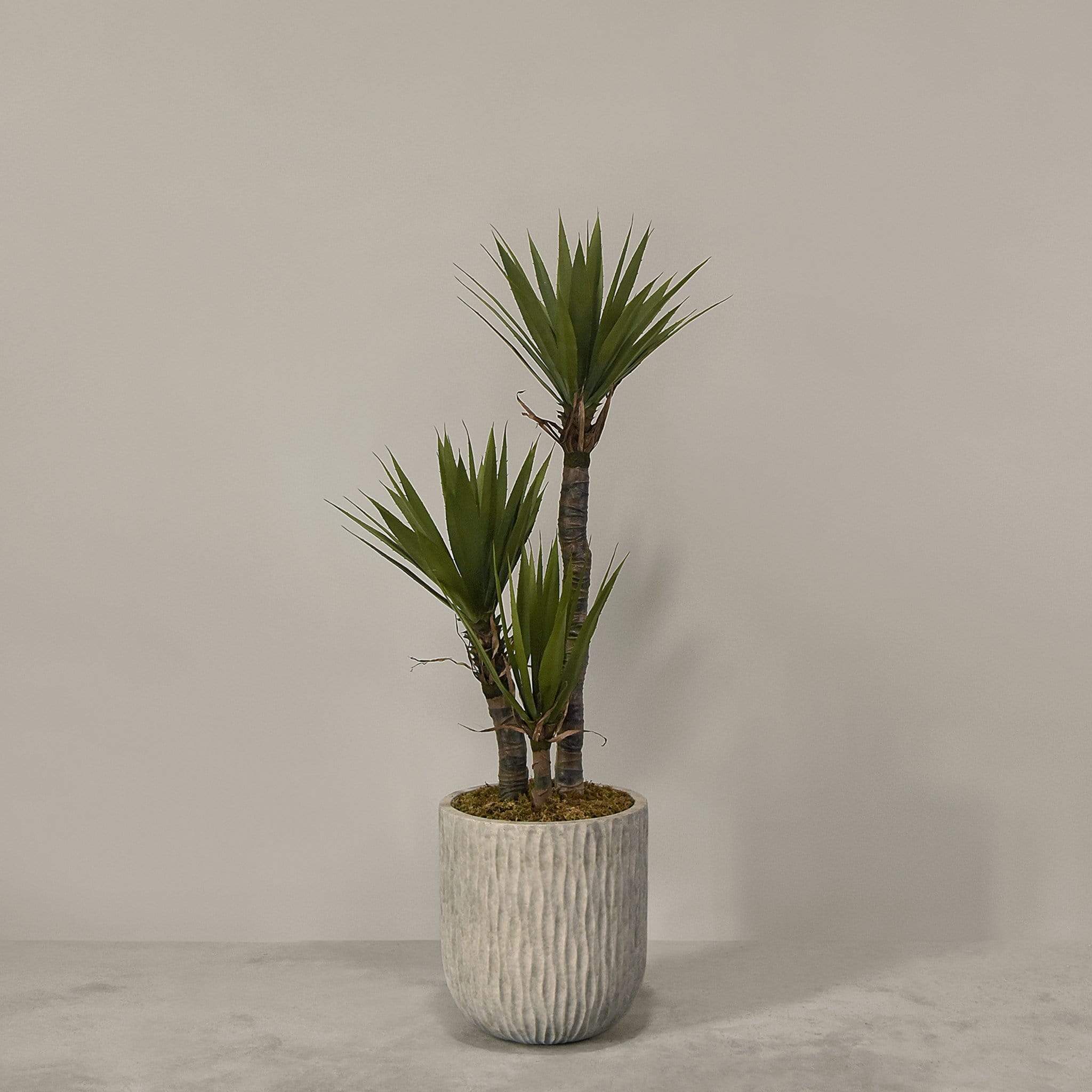 Artificial Yucca Plant With Pot - Image 2