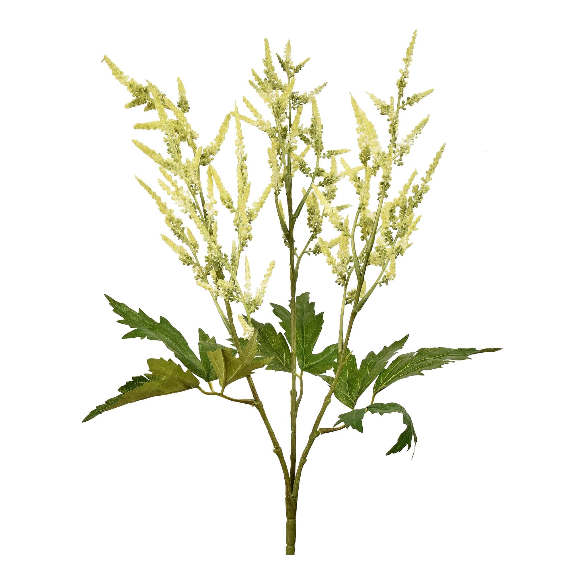 Astilbe Stem