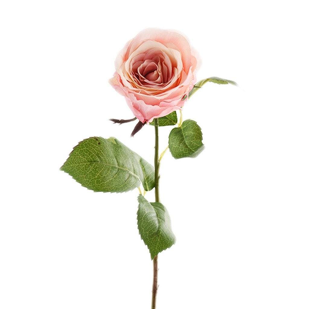 Austria Rose - Image 3