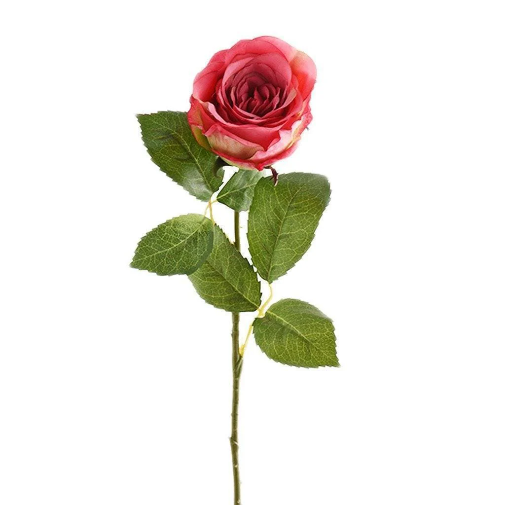 Austria Rose - Image 4