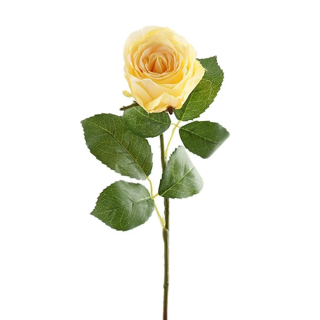 Austria Rose - Image 5