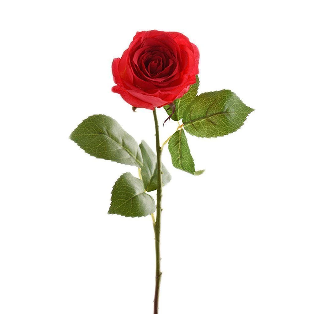 Austria Rose - Image 6