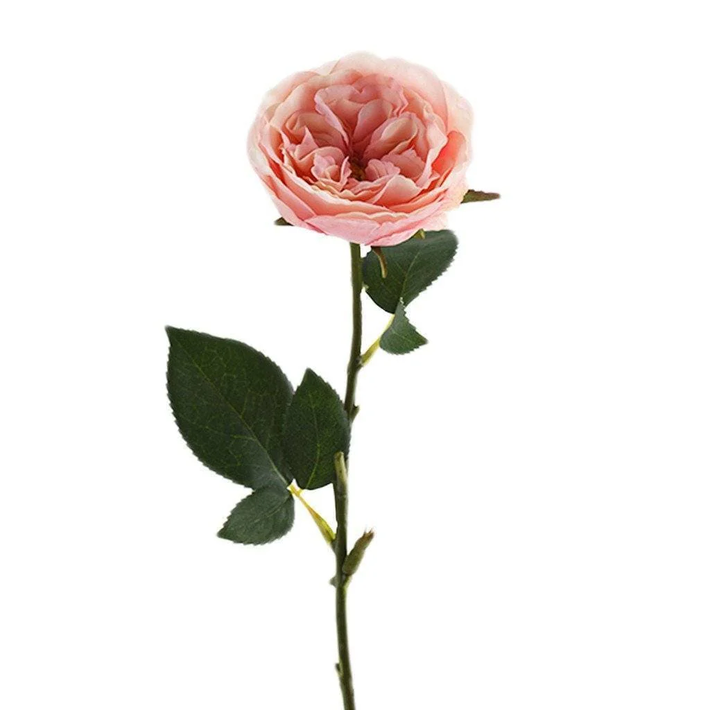 English Rose - Image 3