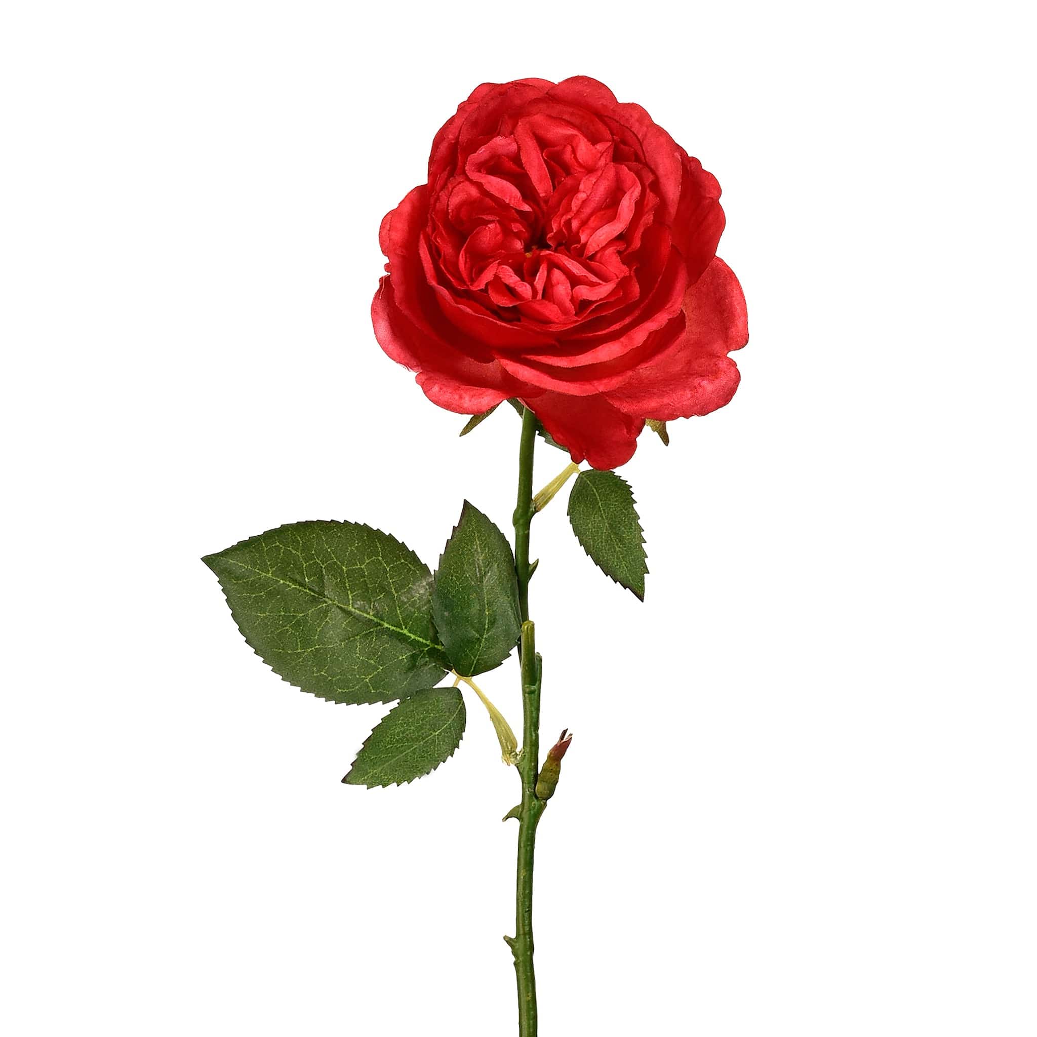 English Rose - Image 5