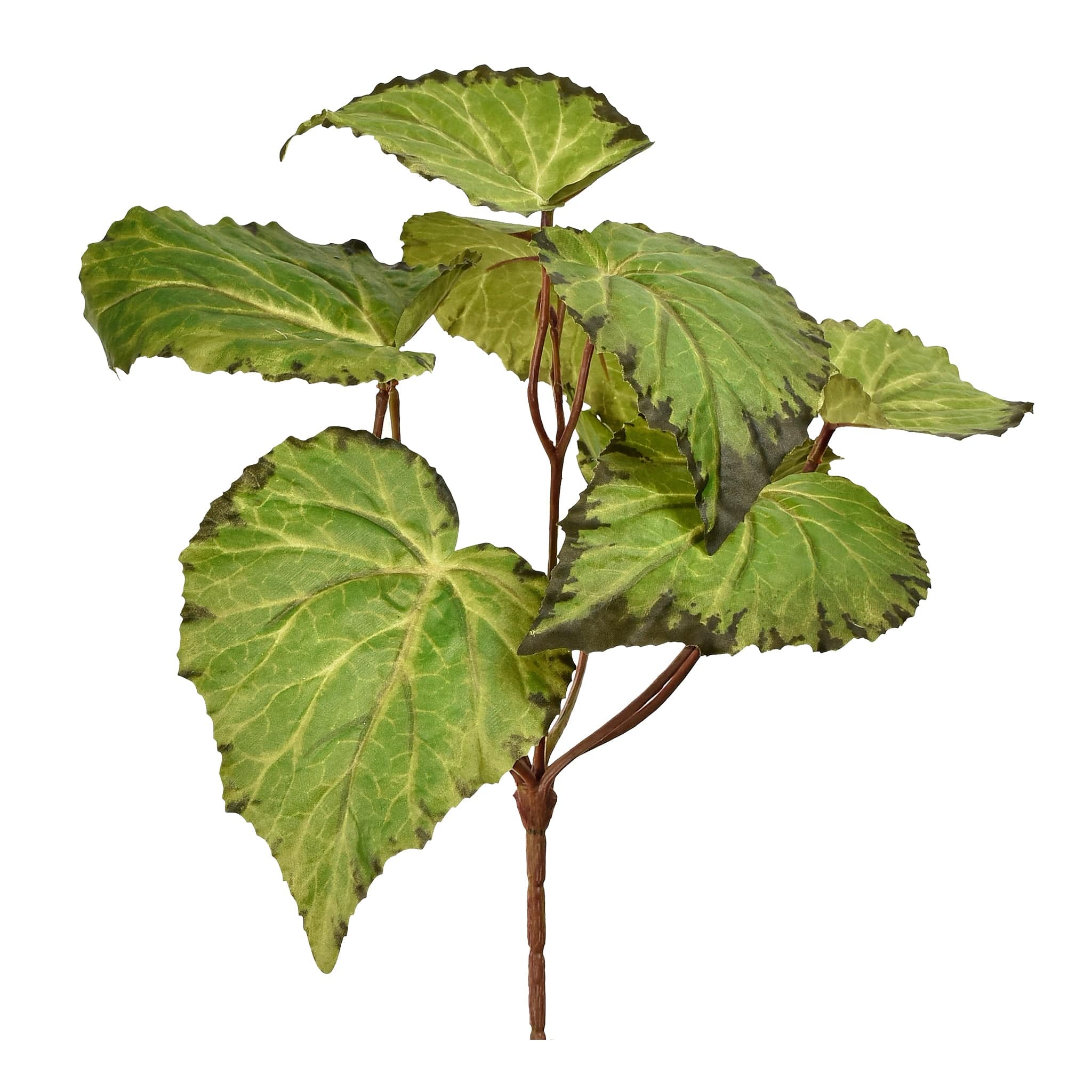 Begonia