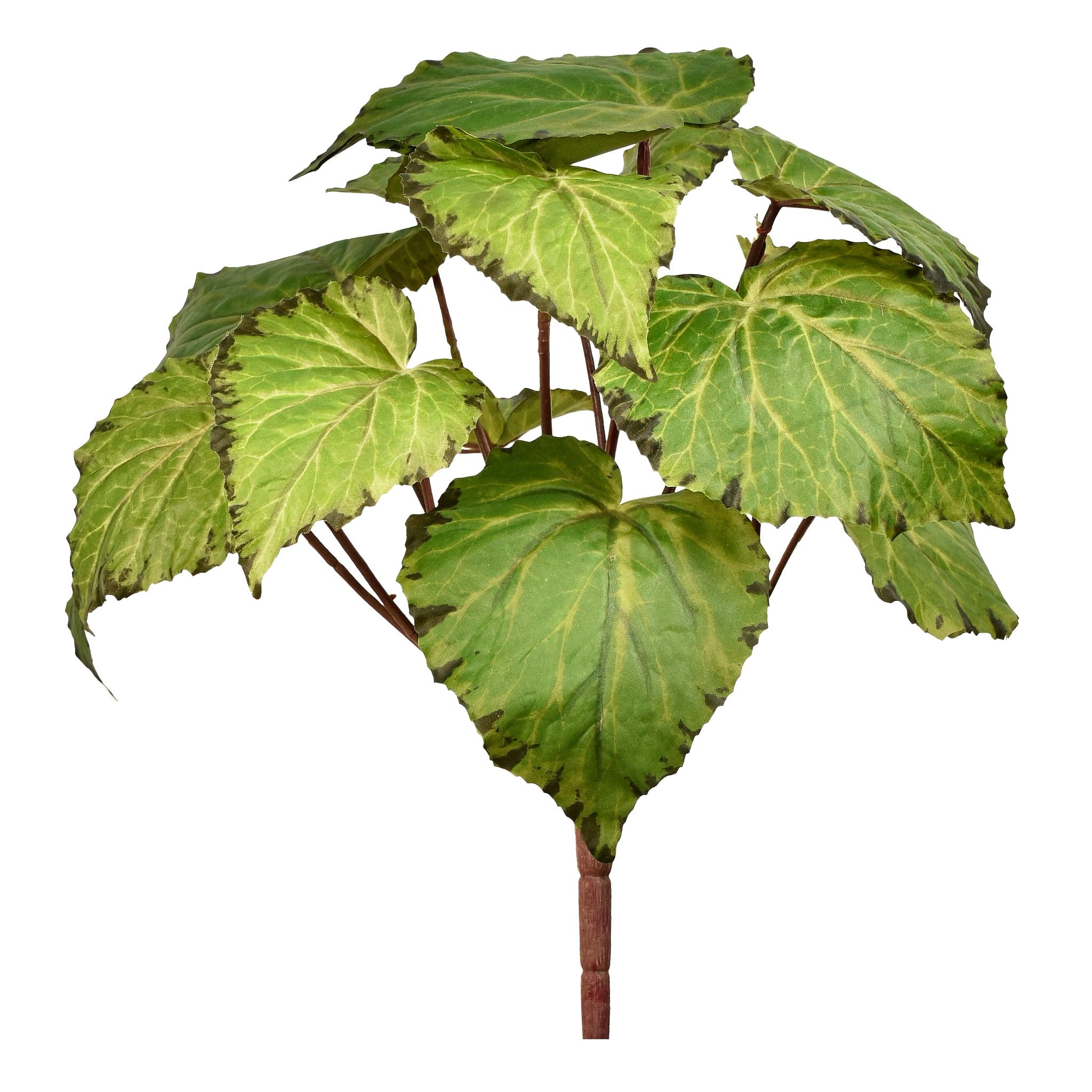 Begonia