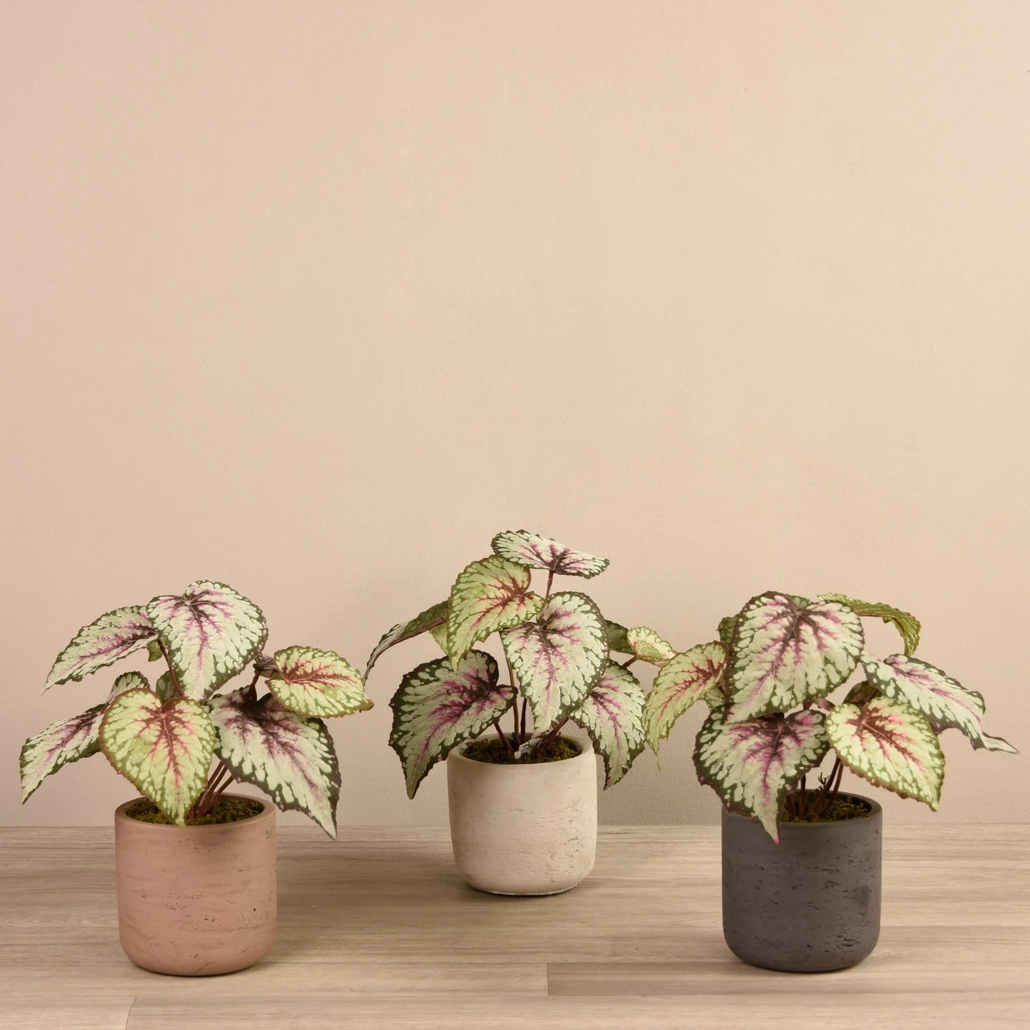 Artificial Begonia in Cement Pot