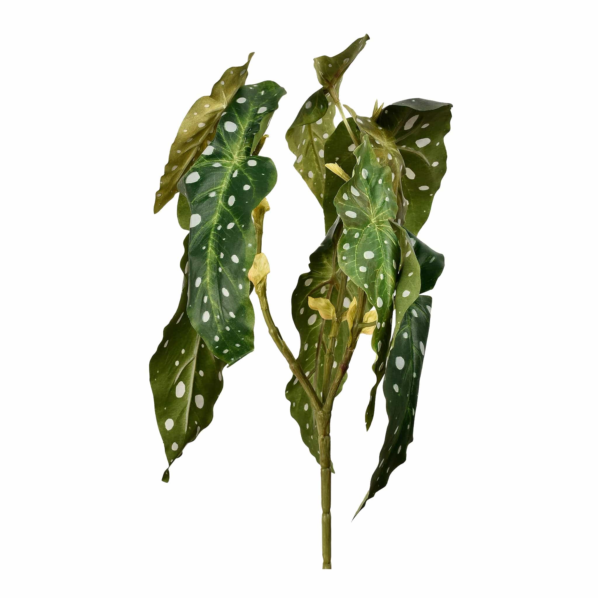 Begonia Maculata