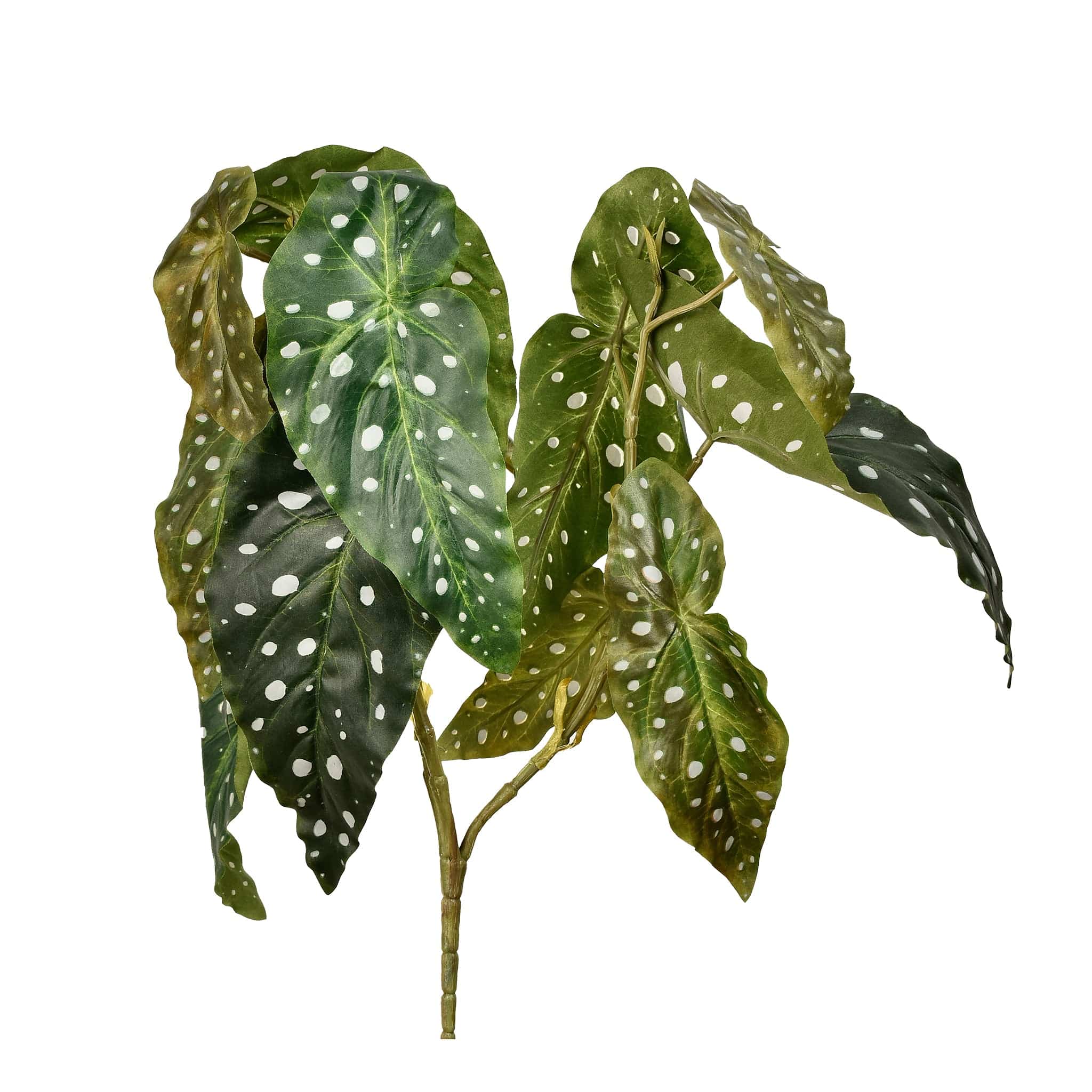Begonia Maculata