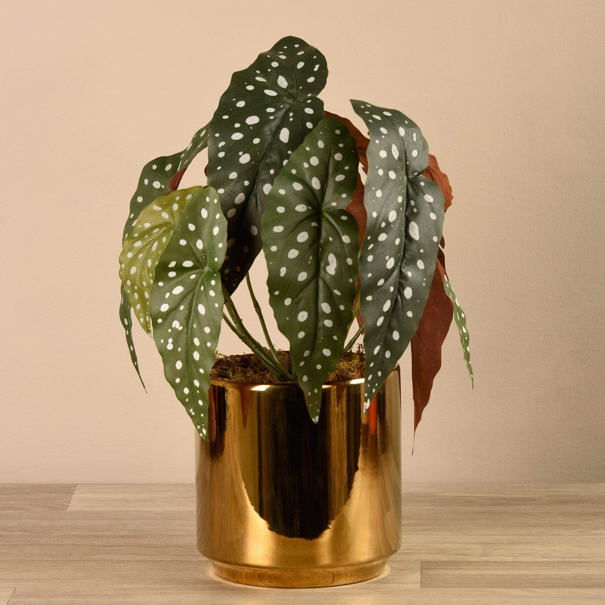 Artificial Begonia Maculata in Gold Pot