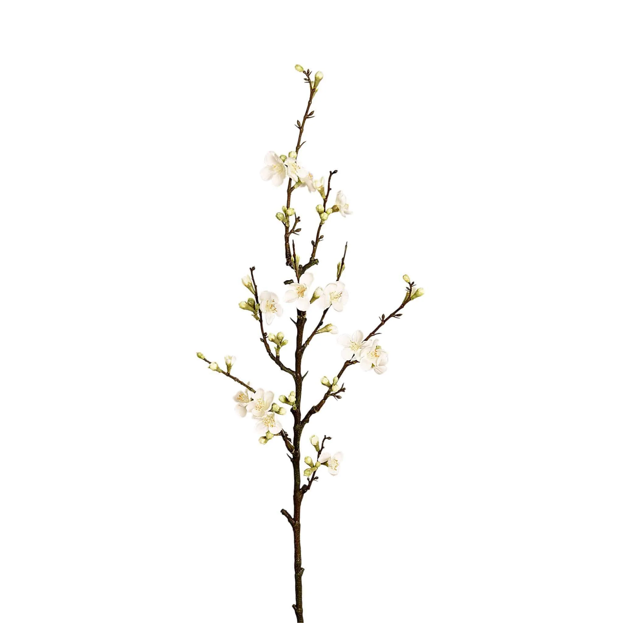 Blossom
