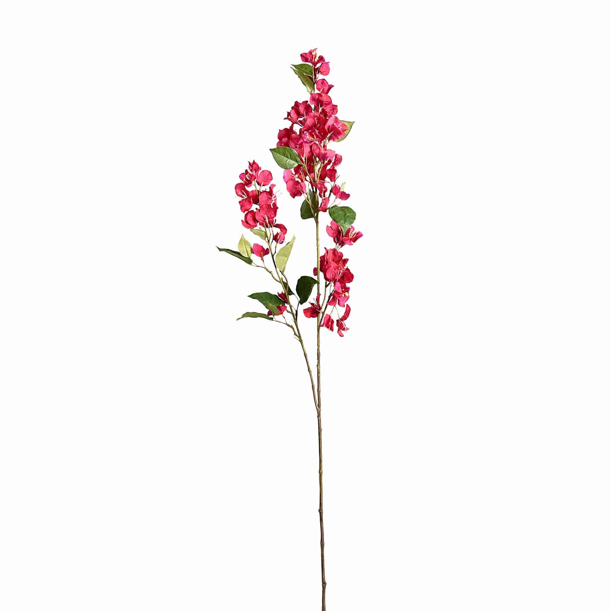 Bougainvillea - Image 2