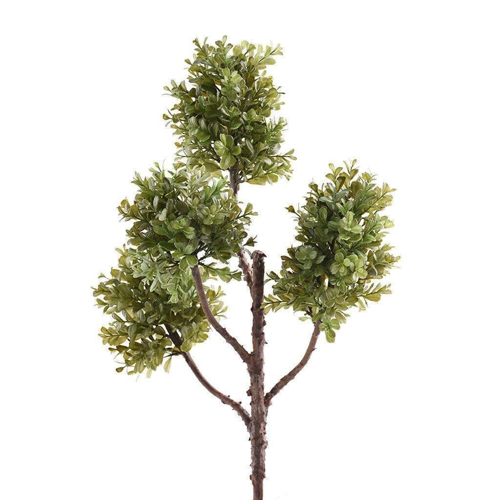 Boxwood Branch