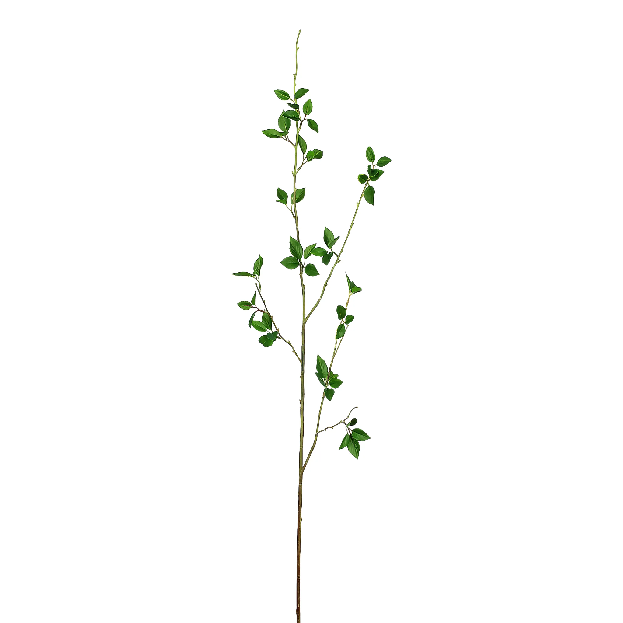 Branch Stem