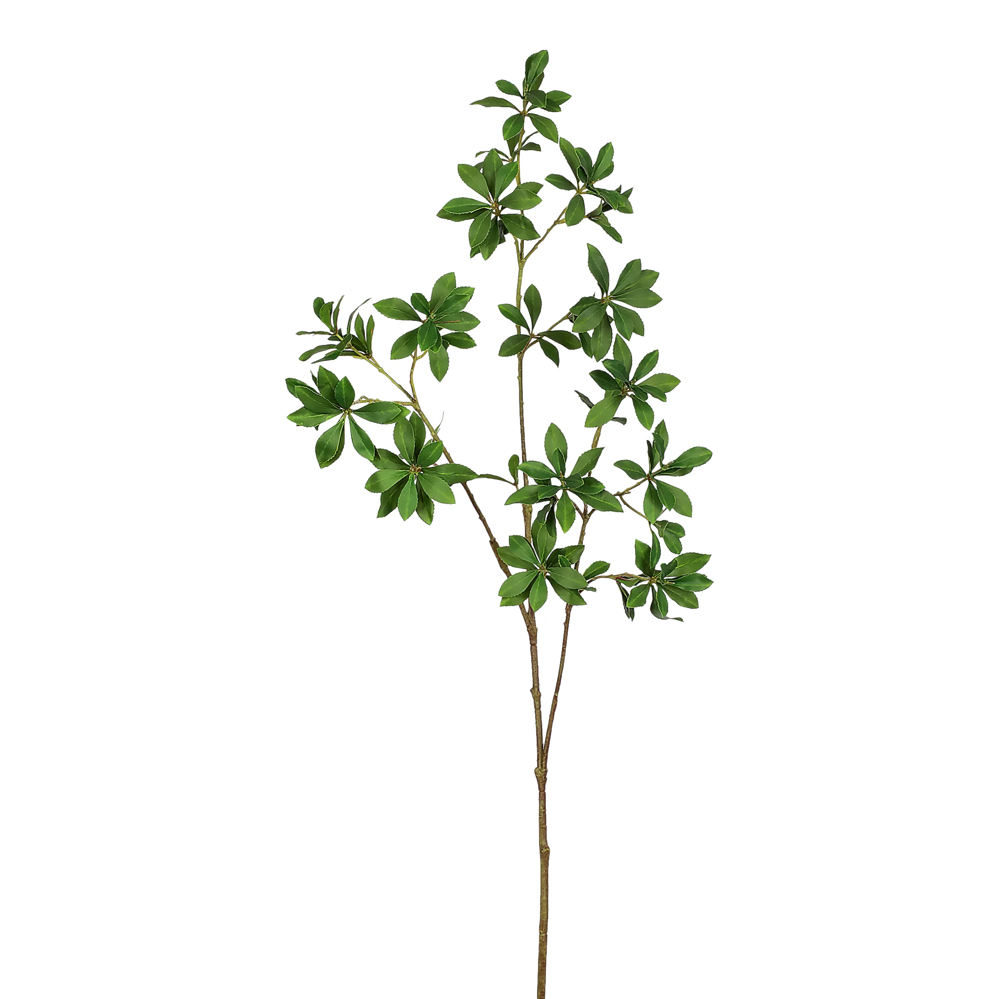 Branch Stem