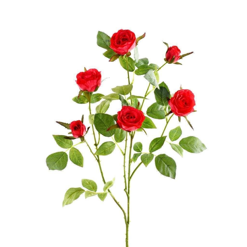 Cabbage Rose - Image 3