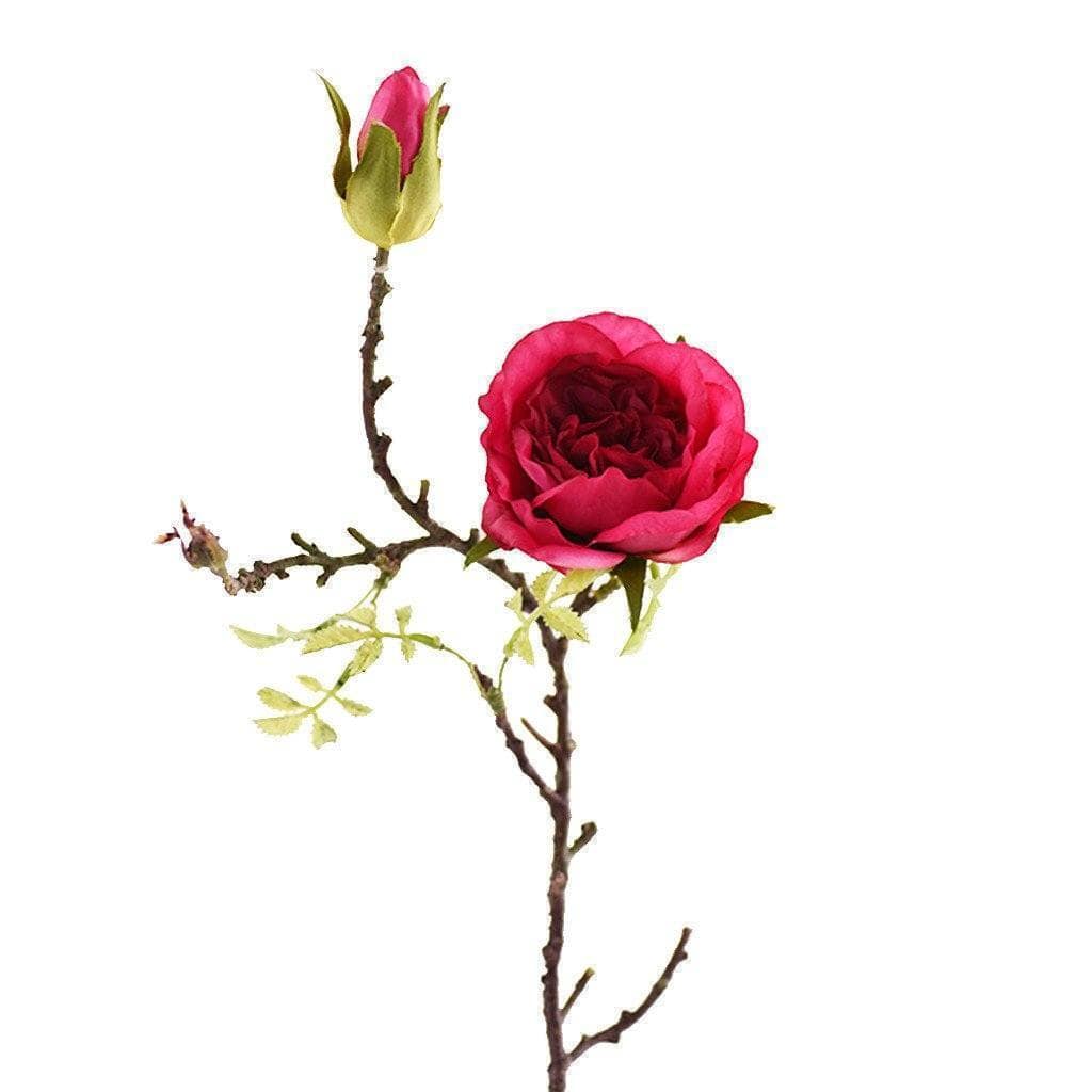 Cabbage Rose - Image 3