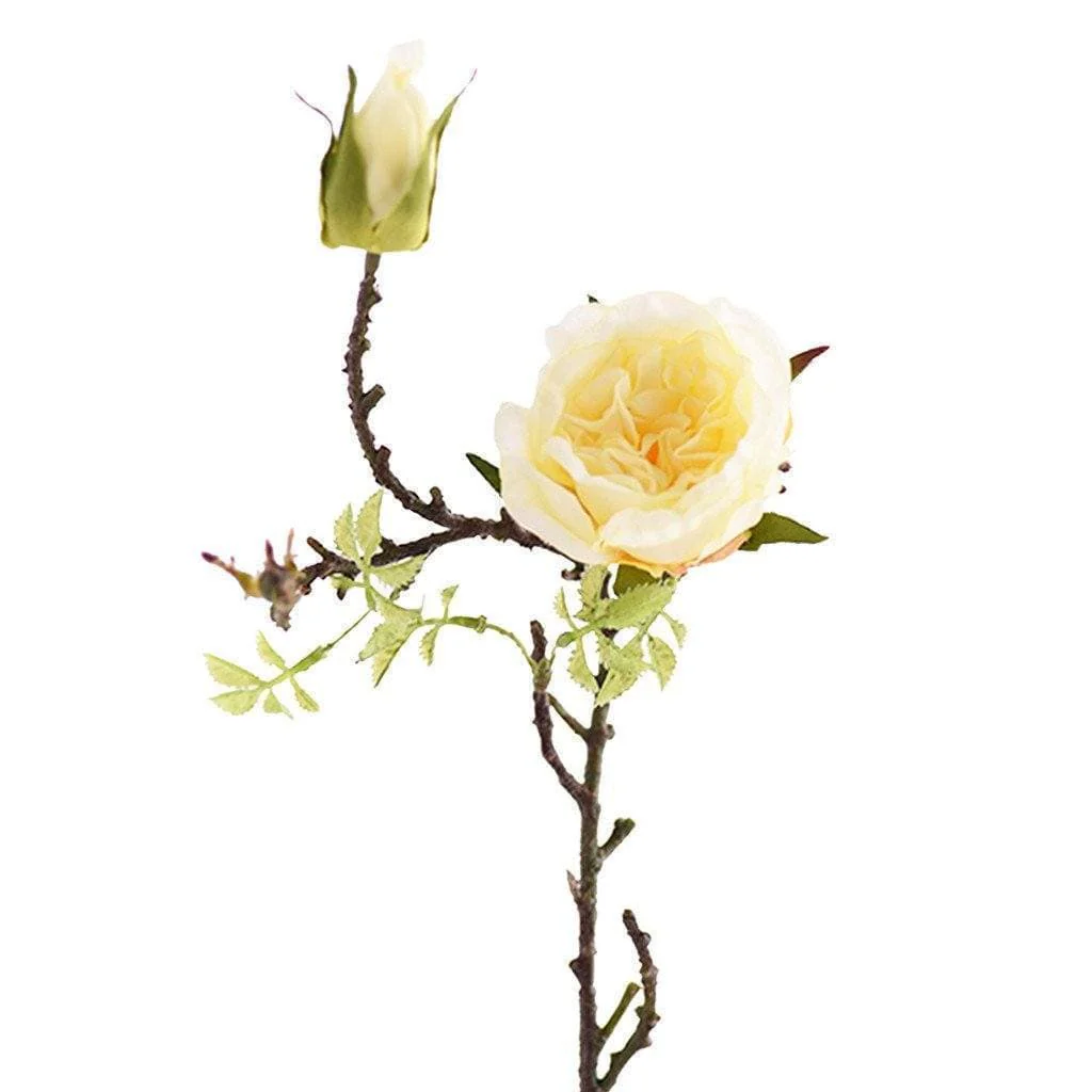 Cabbage Rose - Image 4