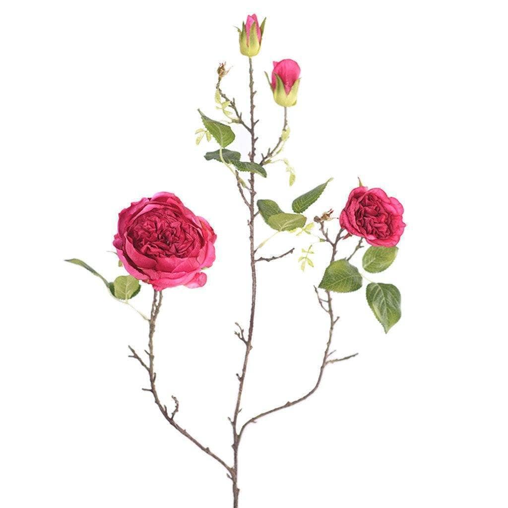 Cabbage Rose - Image 3